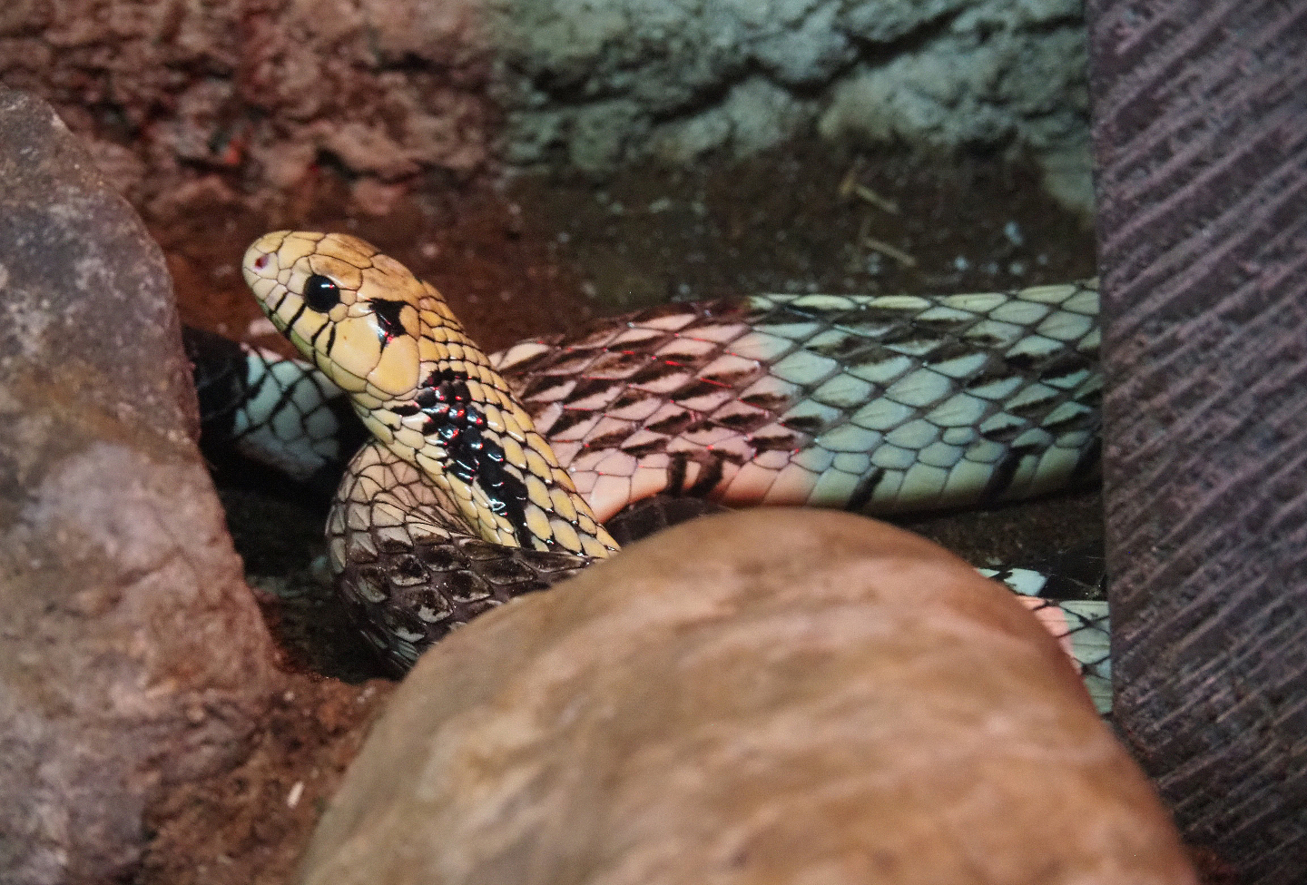 Chicken snake (Spilotus pullatus), 2019-08-04
