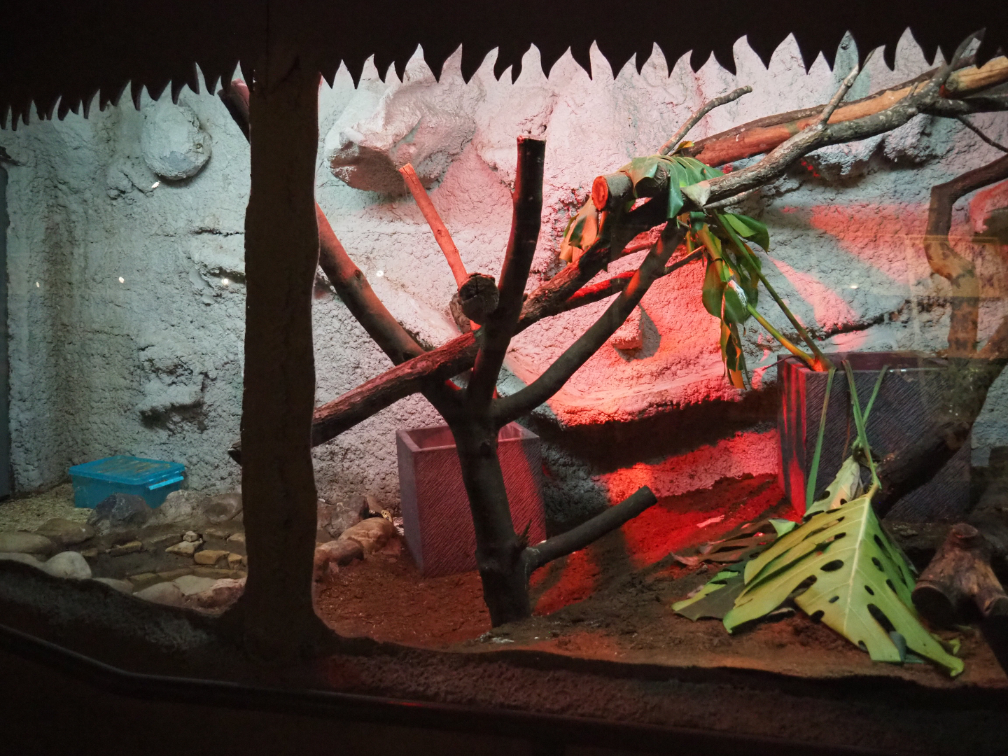 Chicken snake terrarium, 2019-08-04