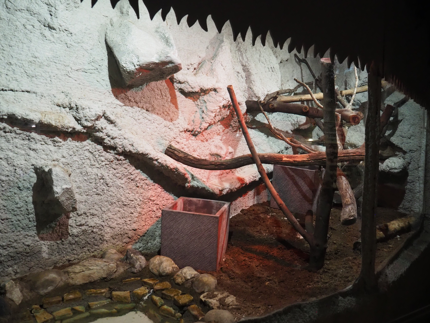 Chicken snake terrarium, 2020-06-20