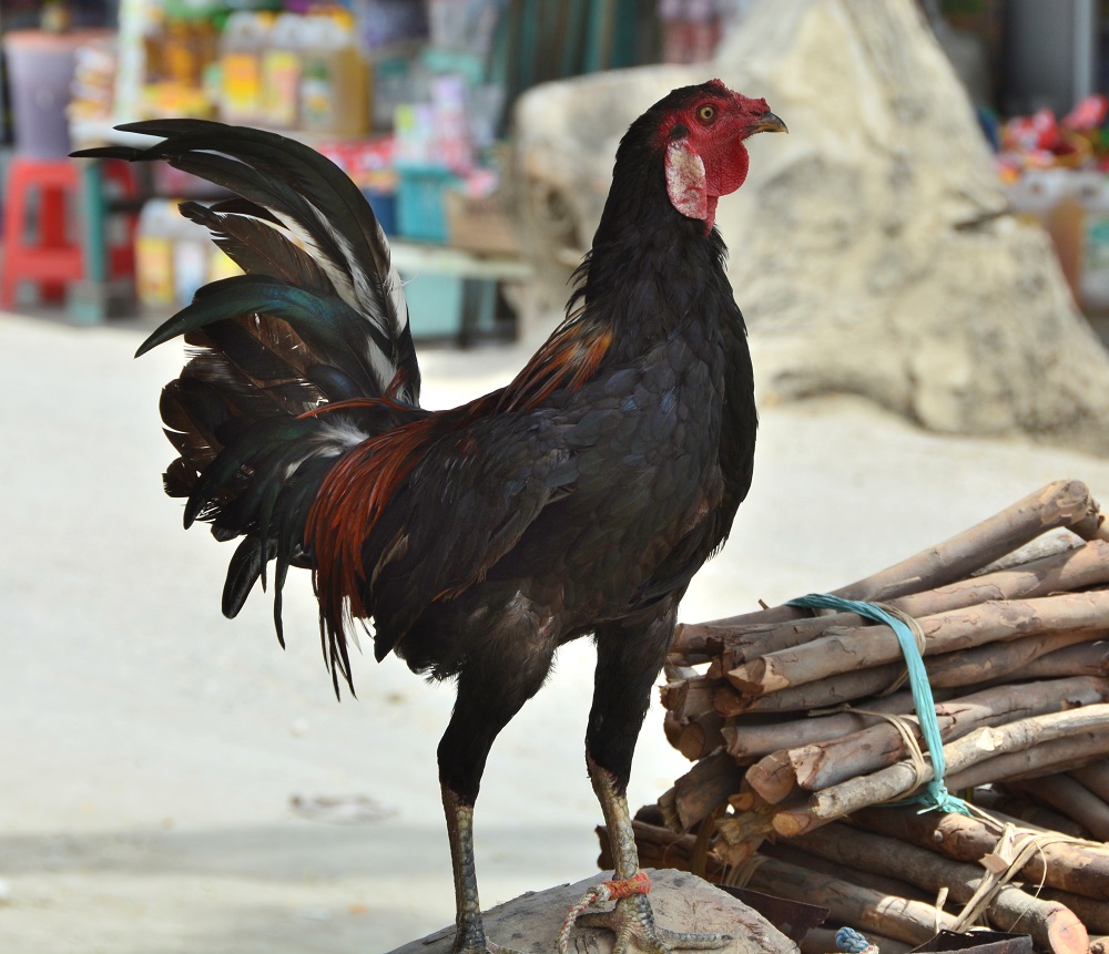 Chicken.  Timor Leste