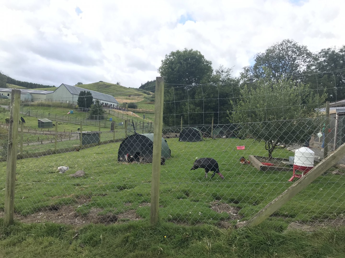 Chicken, turkey and red footed tortoise enclosure