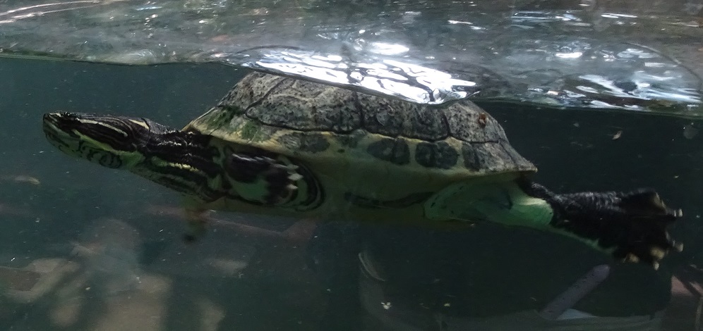 Chicken turtle (D. reticularia) ??