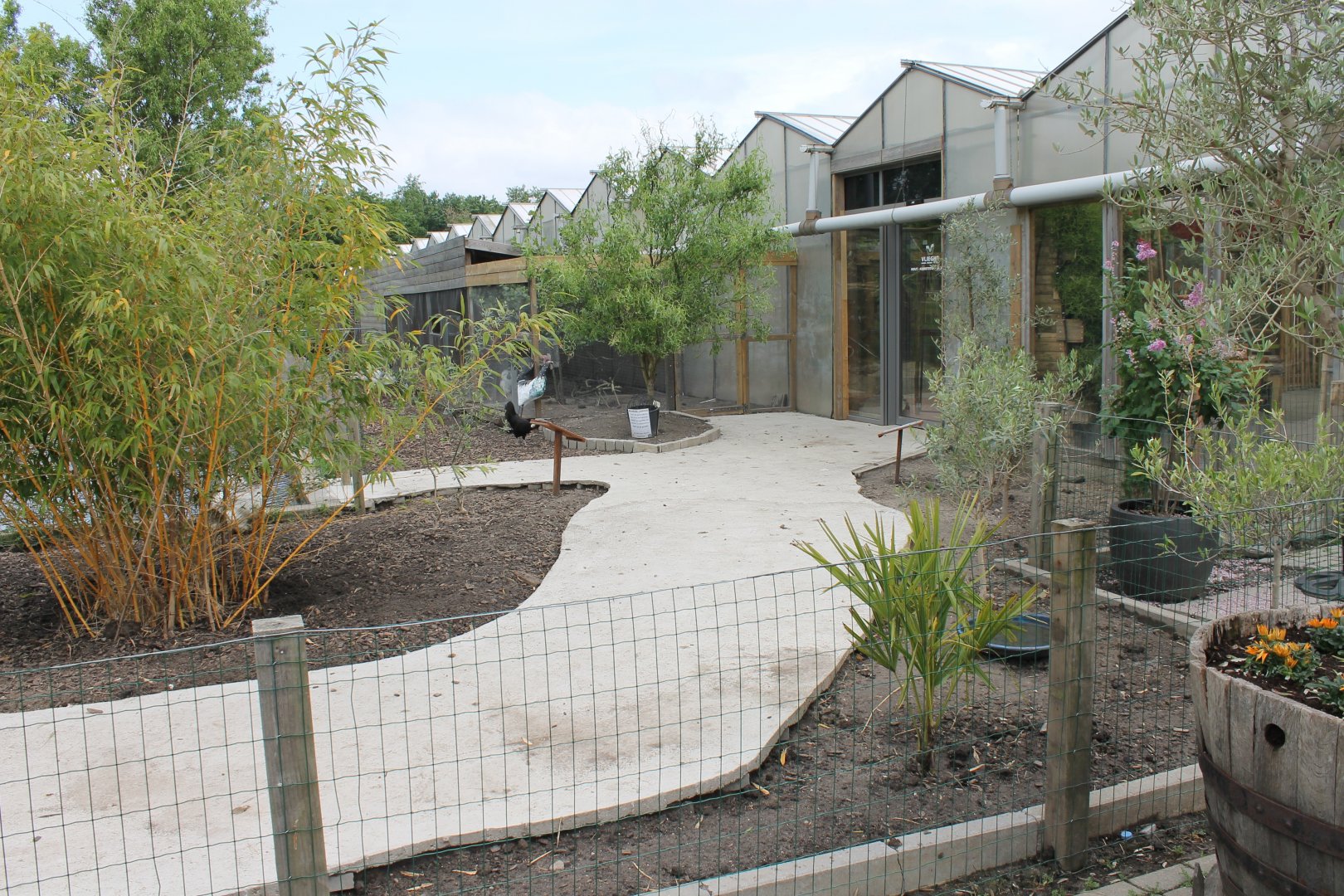 Chicken-walk-through