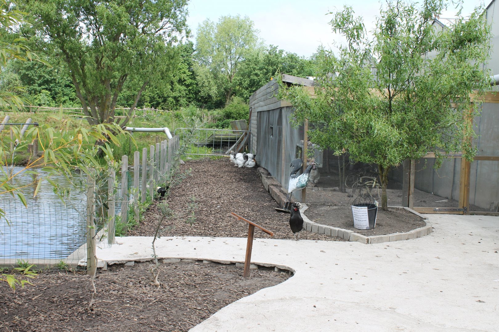 Chicken-walk-through