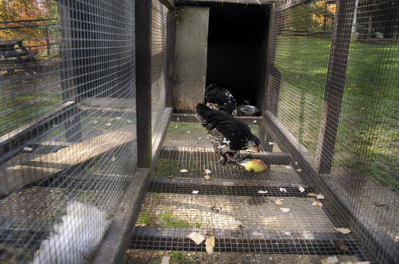 Chickencage at Twin Vally Zoo