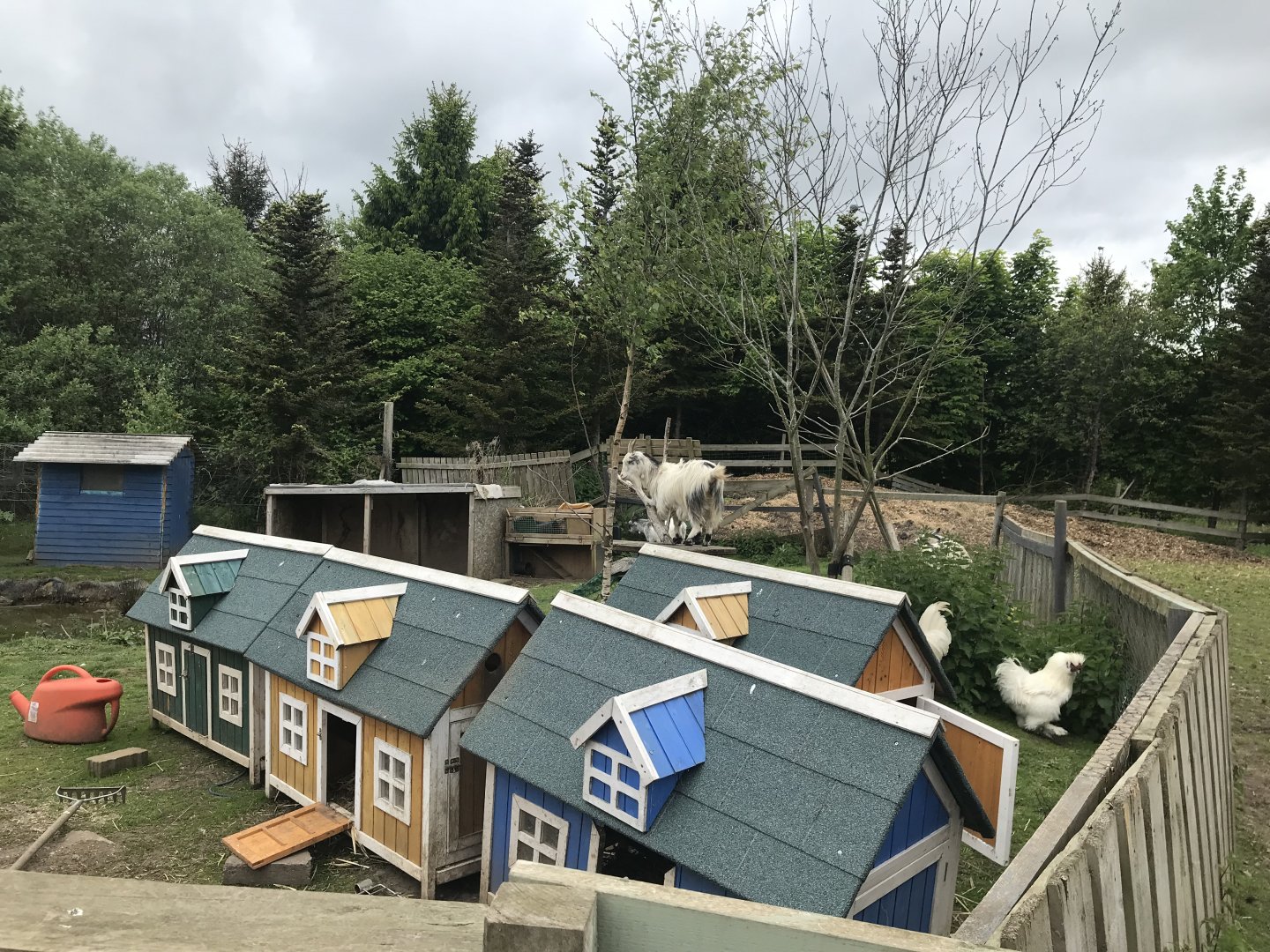 Chickens and a goat (Ricarton garden centre)