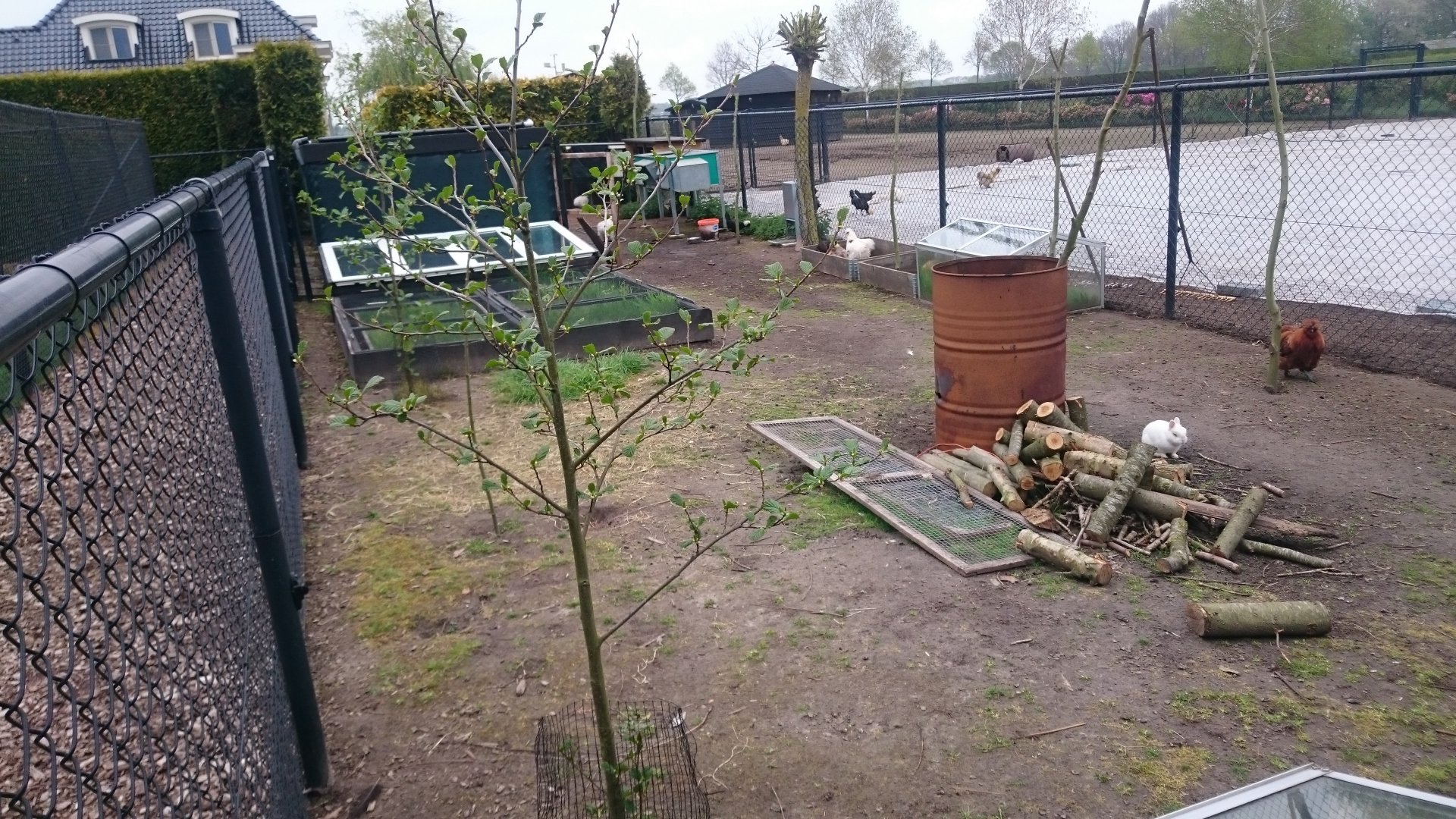 Chickens and Rabbits