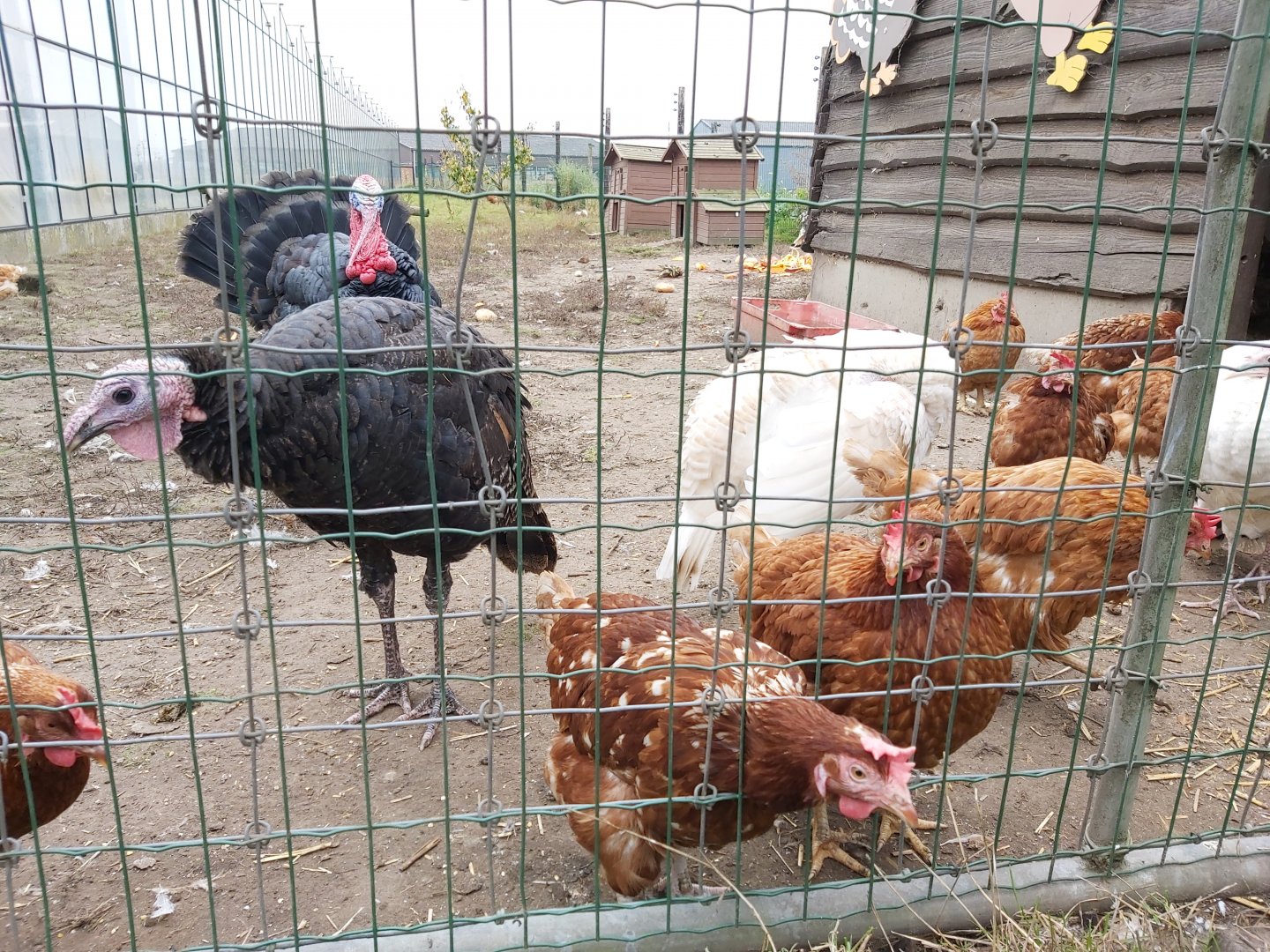 Chickens and turkeys