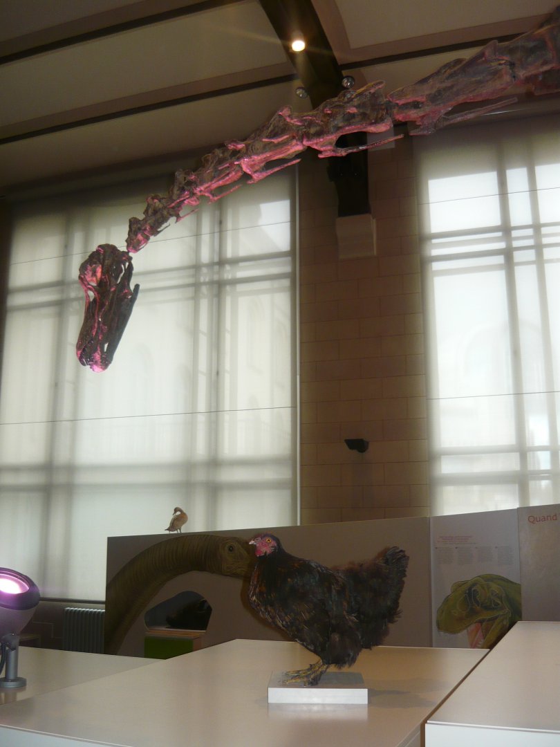 Chickens are dinosaurs