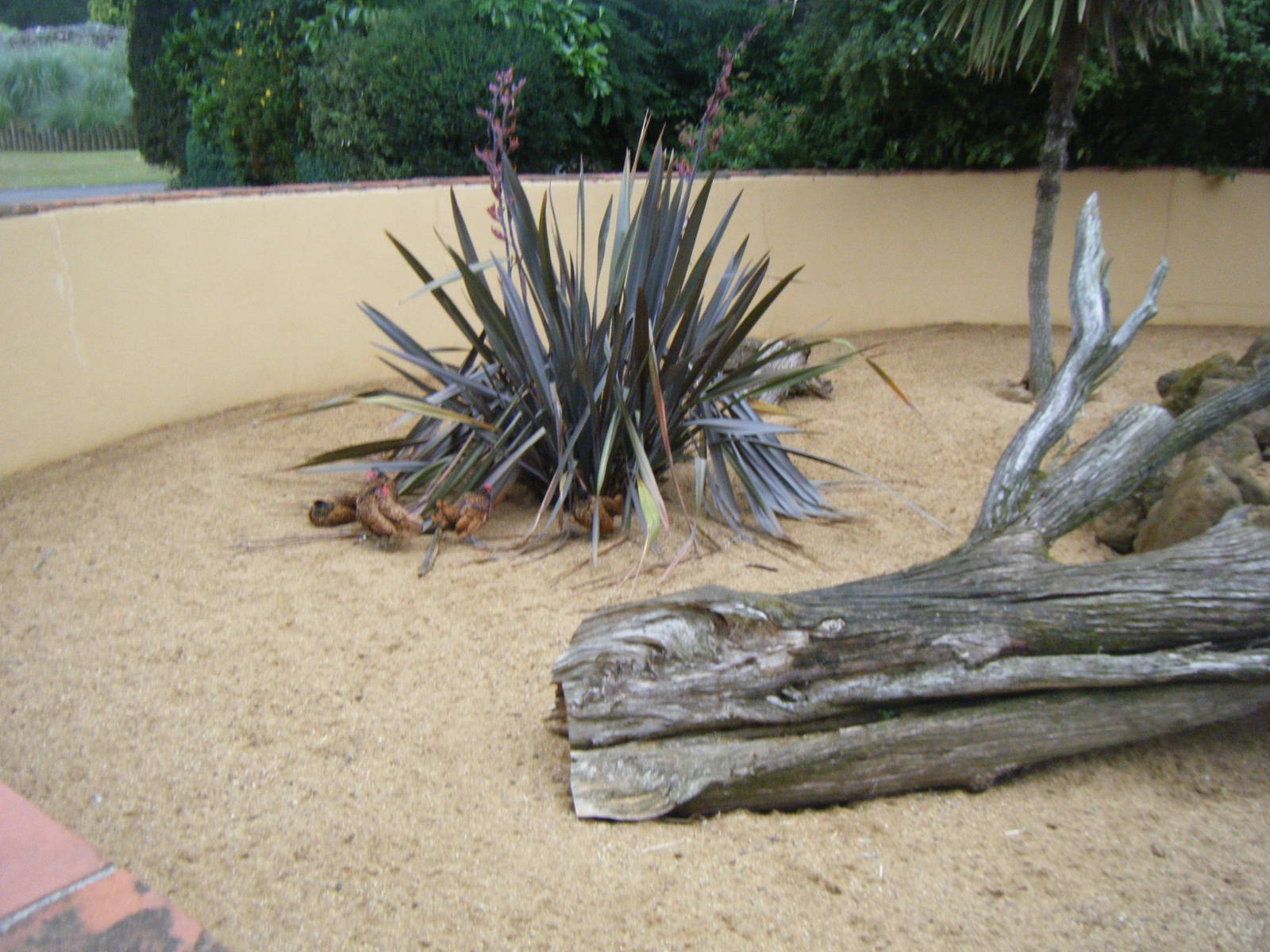 Chicken's in the Dwarf Mongoose enclosure.