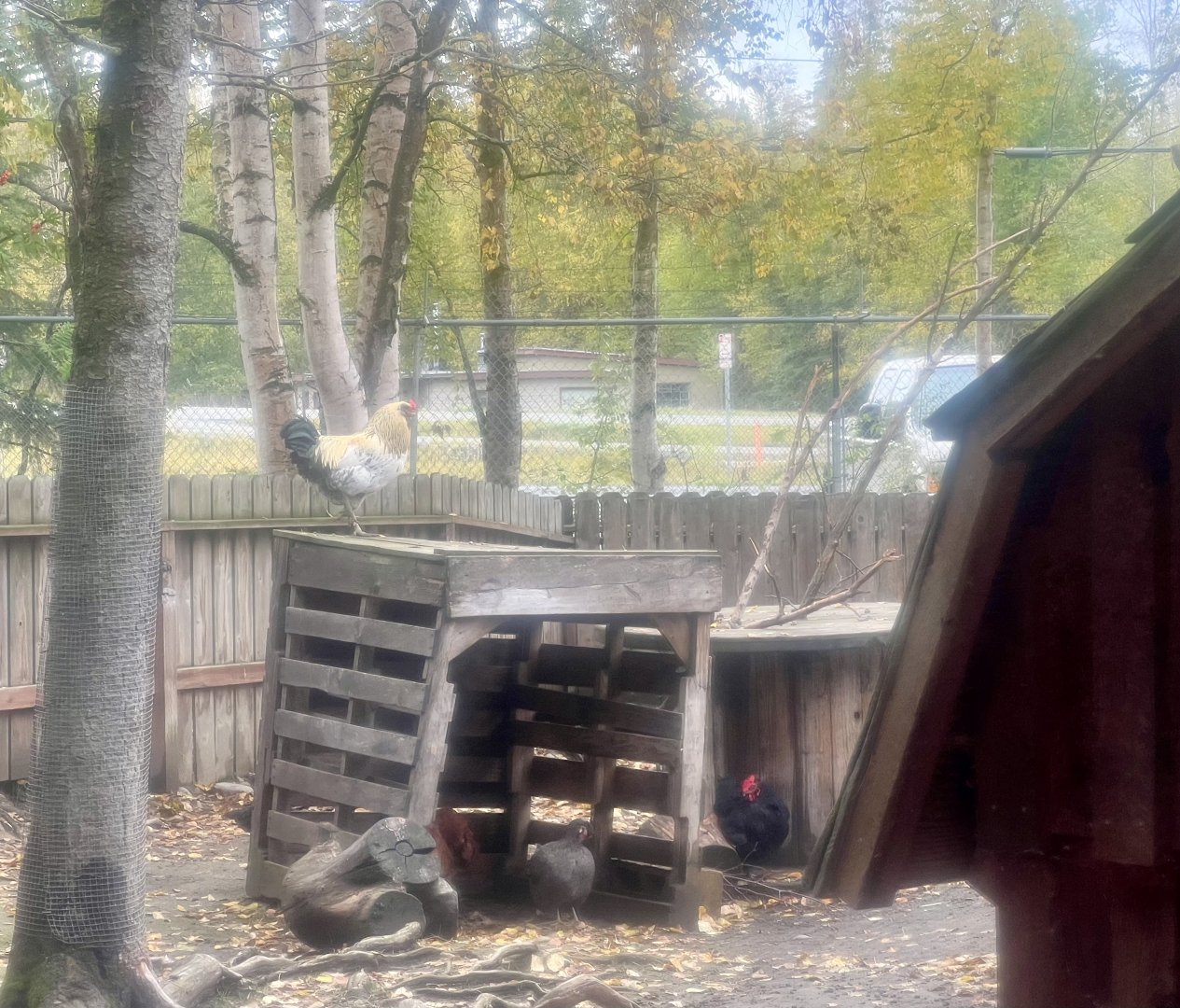 Chickens in the “petting zoo”.