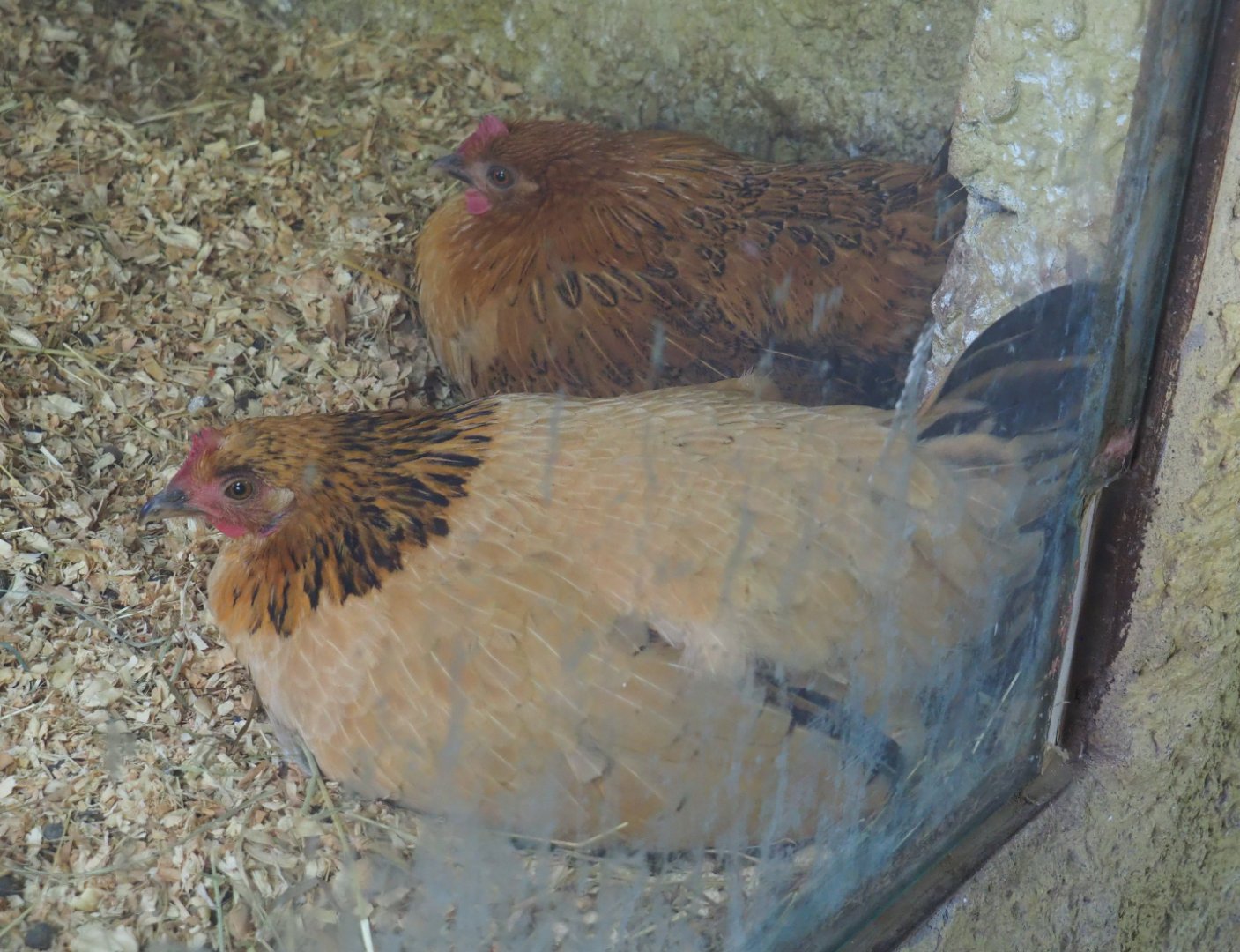 Chickens on the nest (Gallus gallus domesticus), 2019-08-11