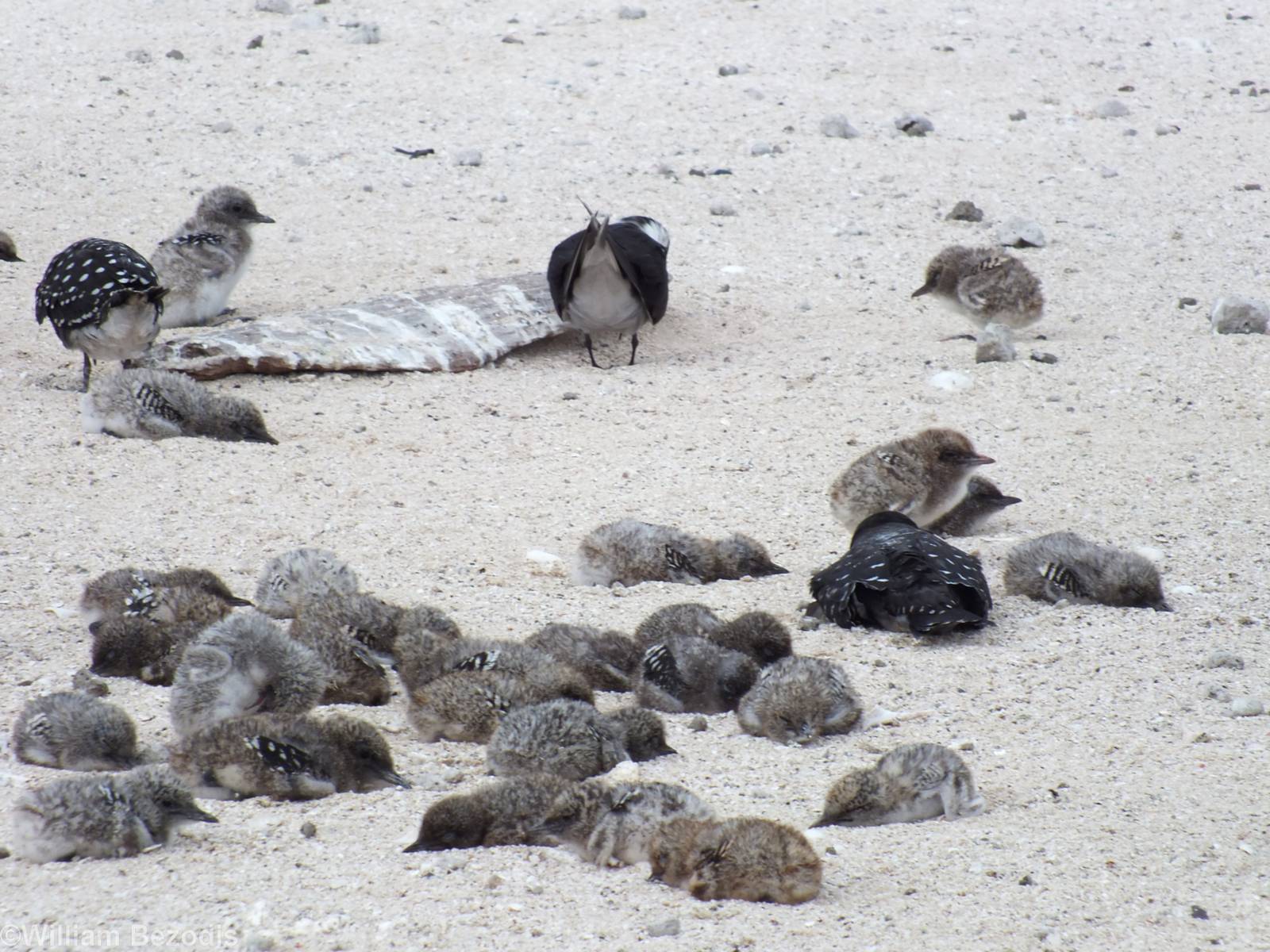 Chicks and one Adult Sooty Tern
