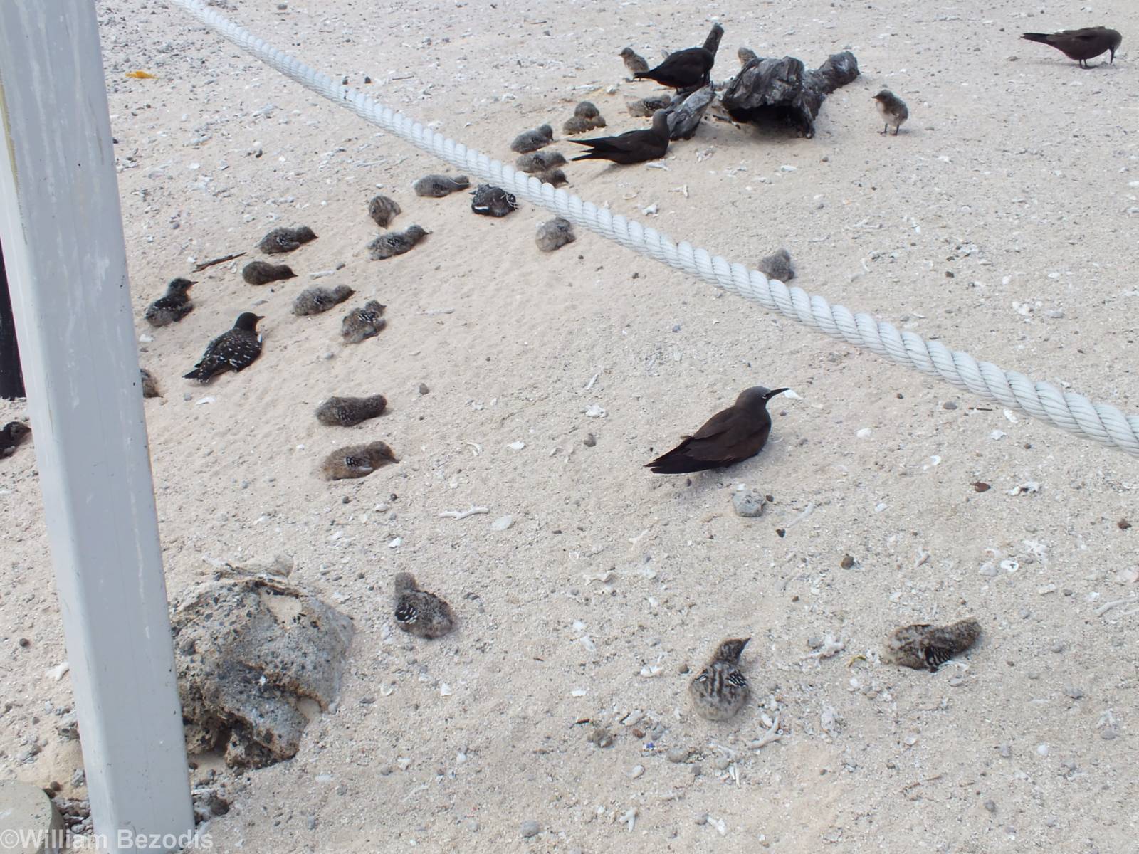 Chicks at Boundary of Human Area