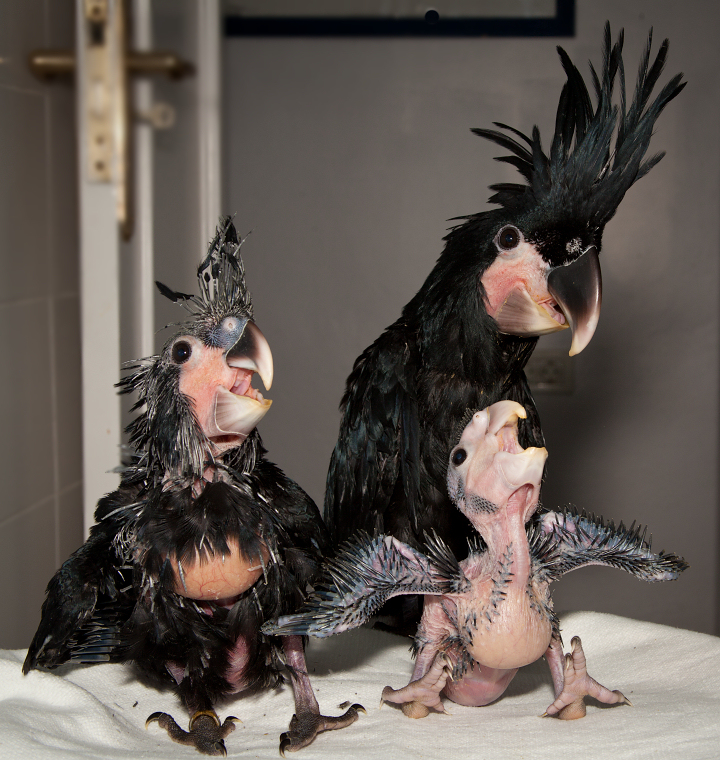 Chicks of Palm Cockatoo