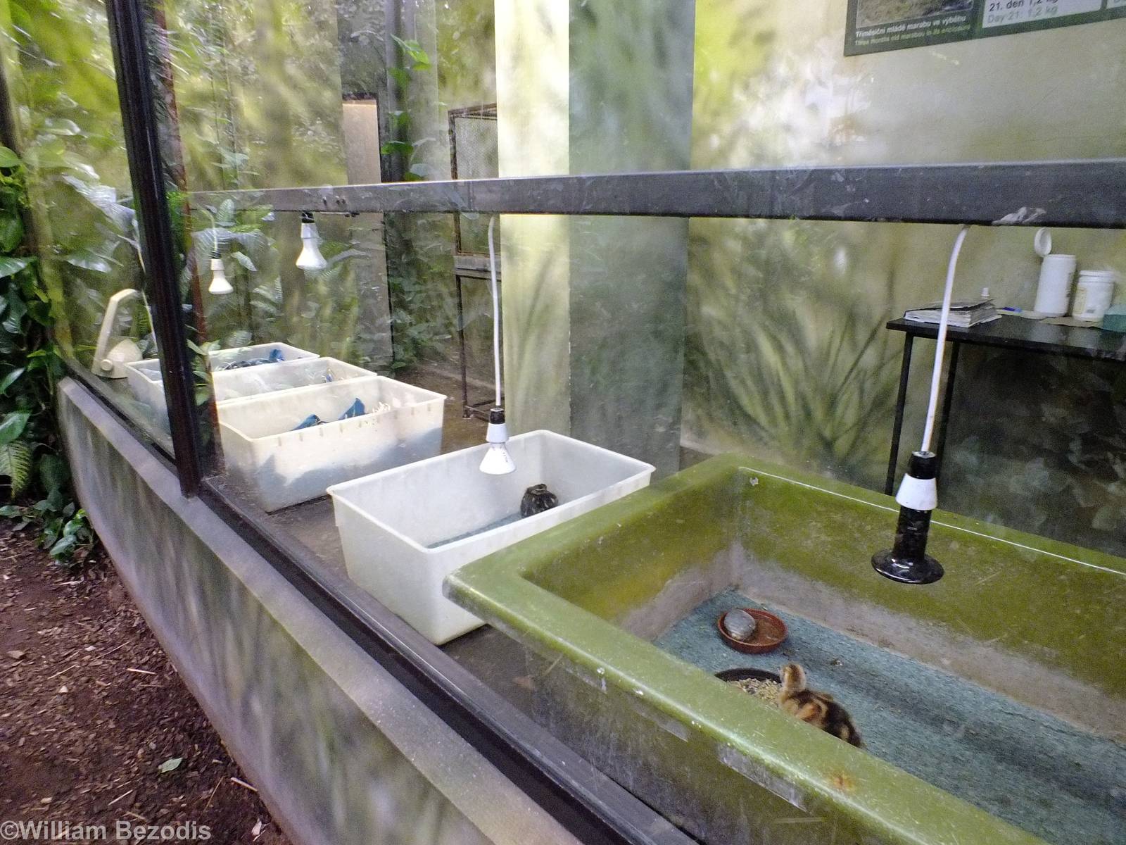 Chicks Rearing Area Viewing Window - Bird House