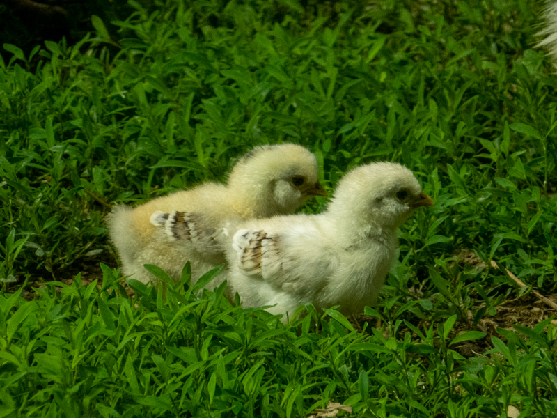chicks
