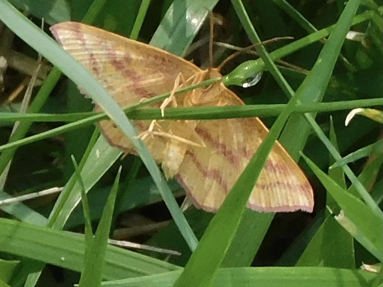 chickweed geometer Moth