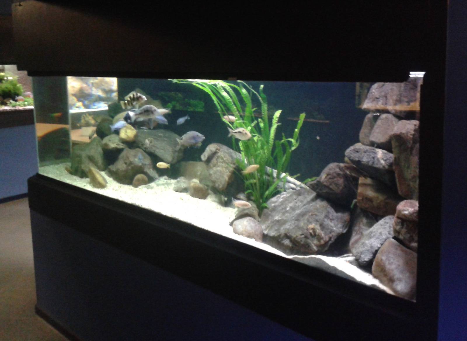 Chiclid aquarium