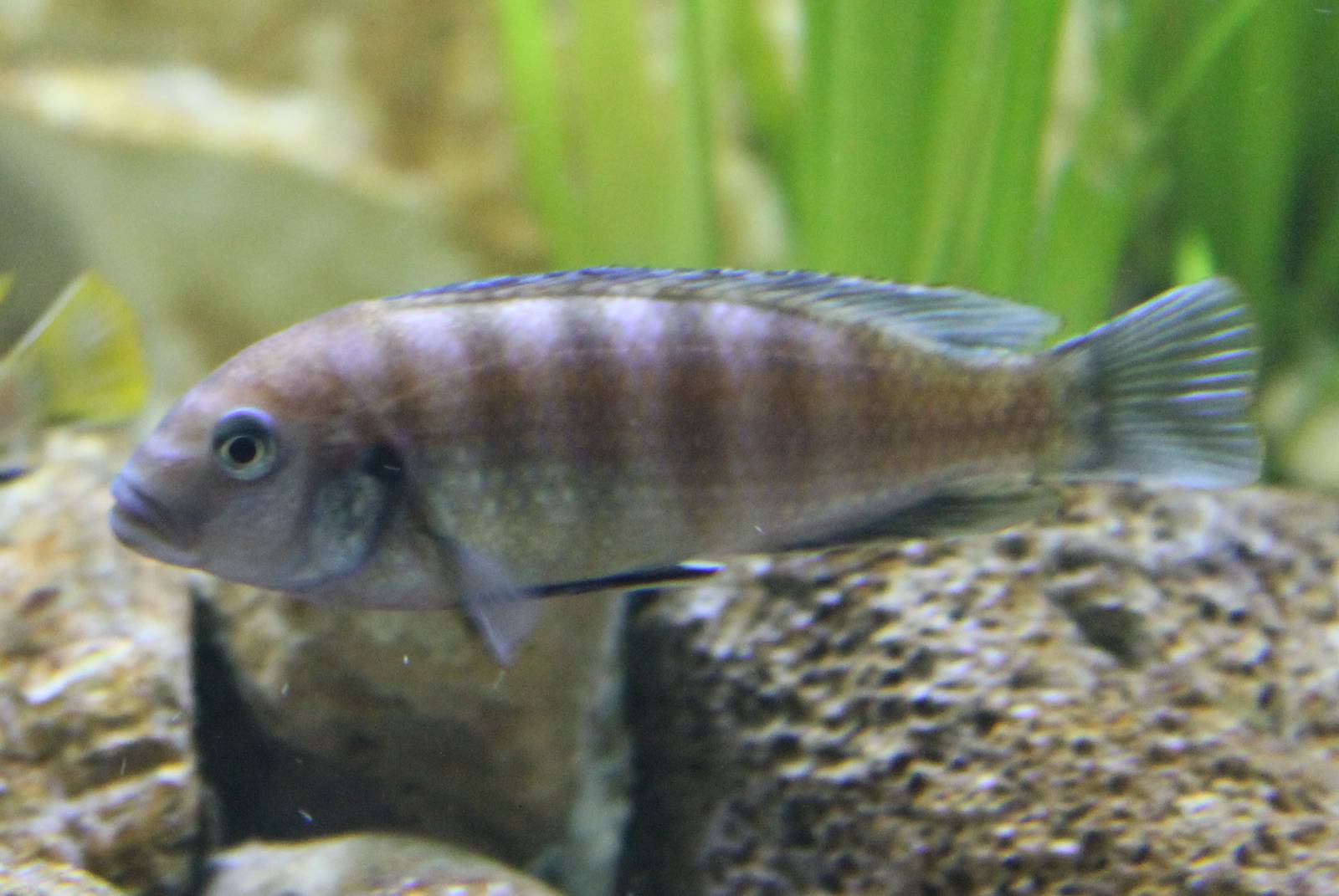 Chiclid ID