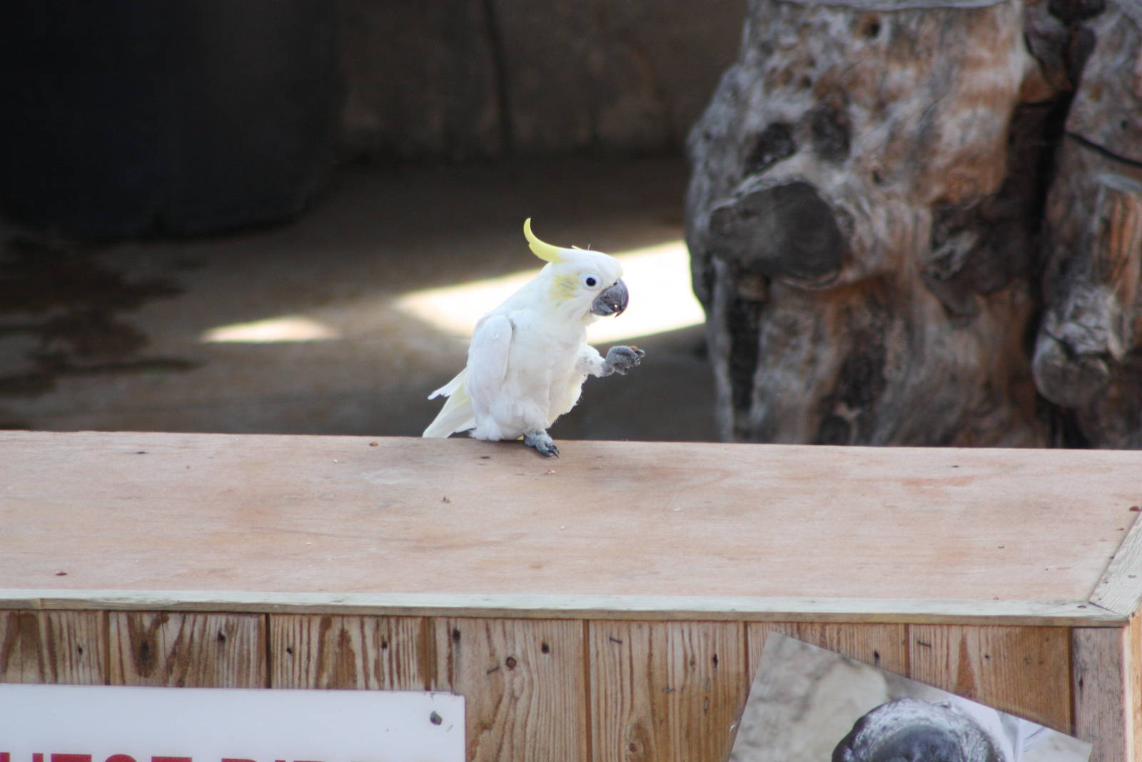 Chico, 4th August 2014