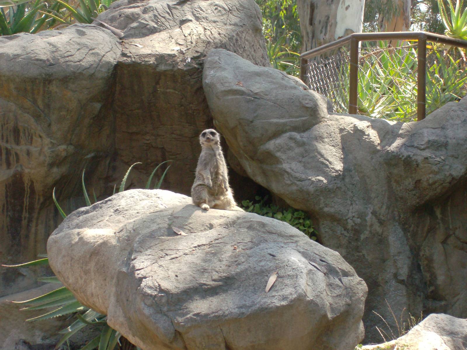 Chico the lone meerkat
