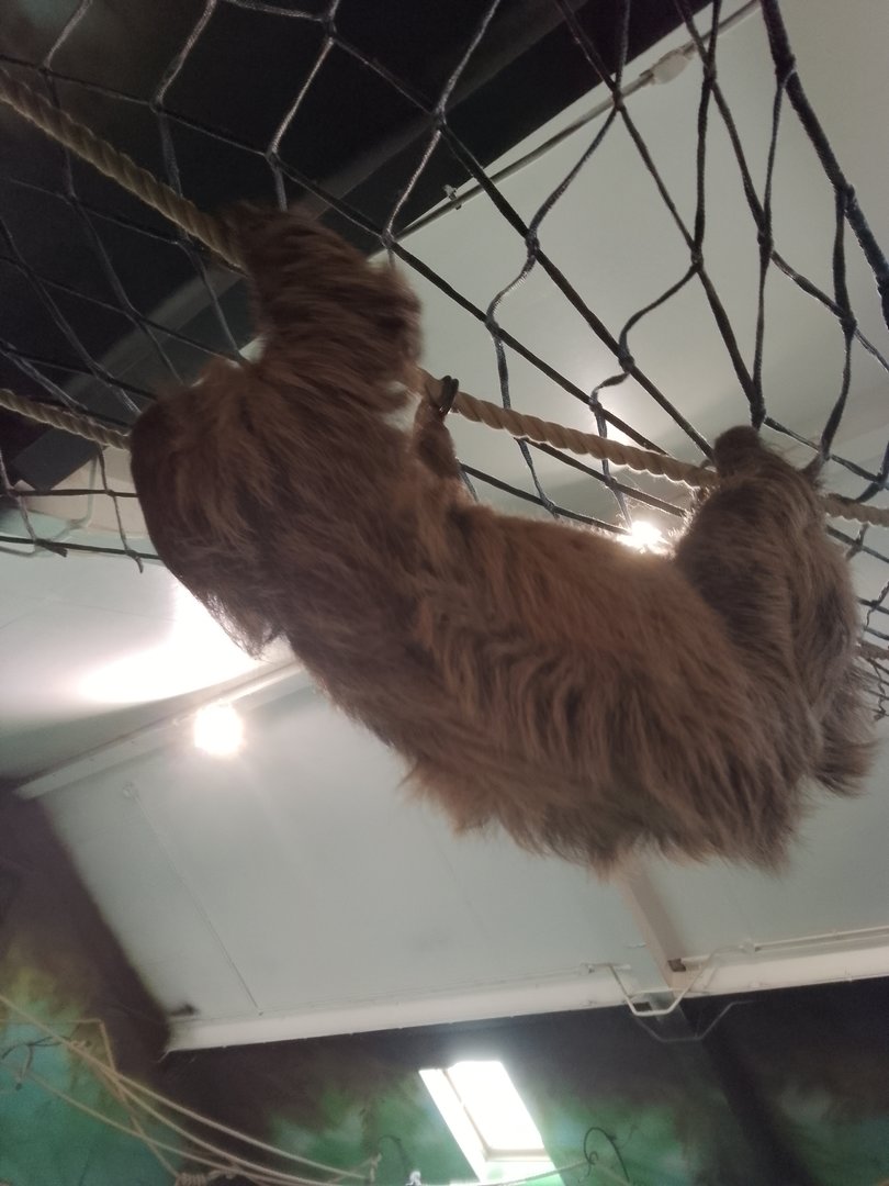 Chico the sloth