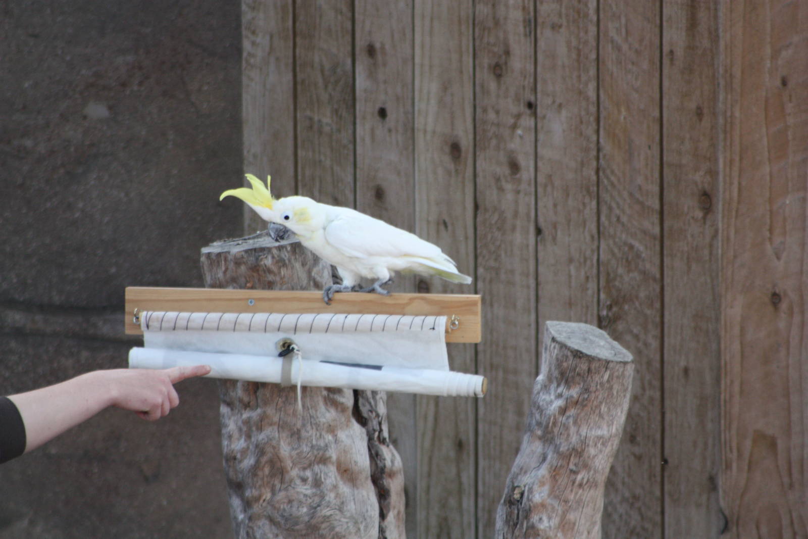 Chico unfurls the banner I, 4th August 2014