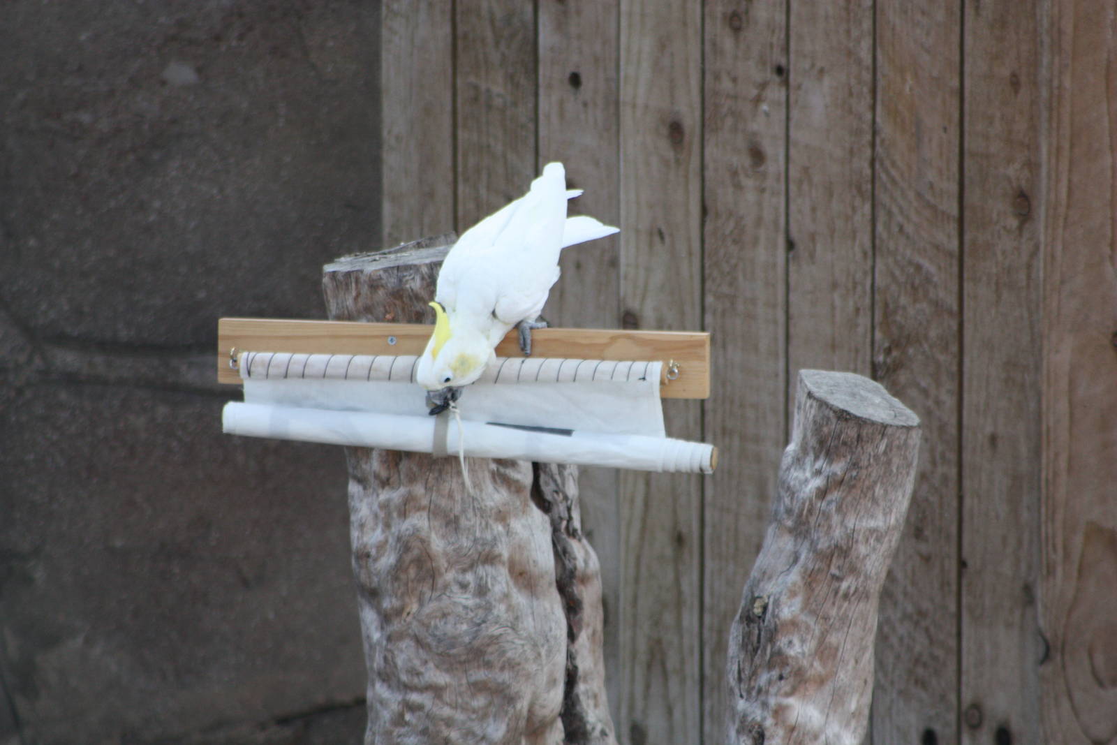 Chico unfurls the banner II, 4th August 2014