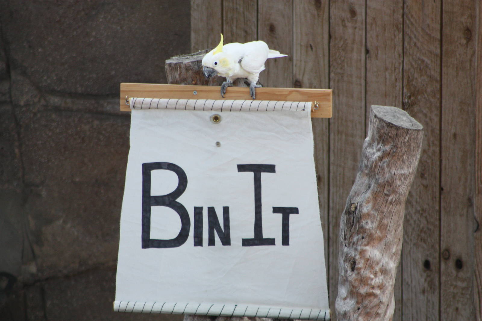 Chico unfurls the banner IV, 4th August 2014