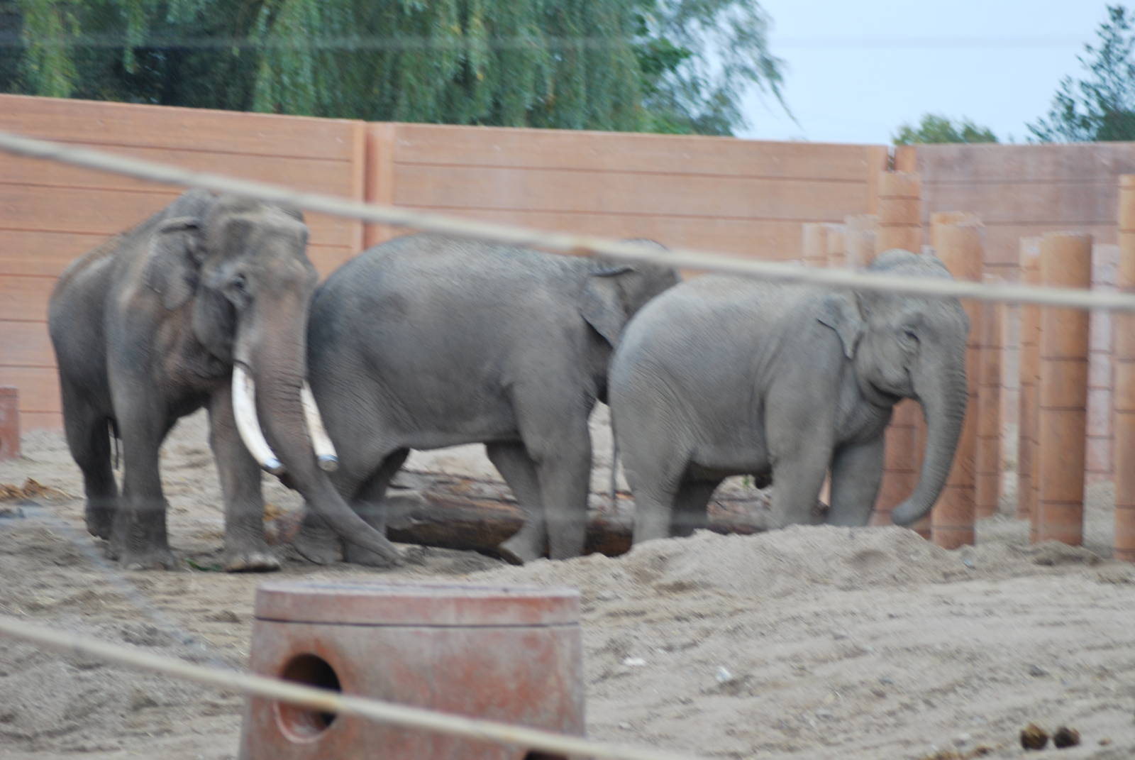 Chieng Mai with the two eleven year old females