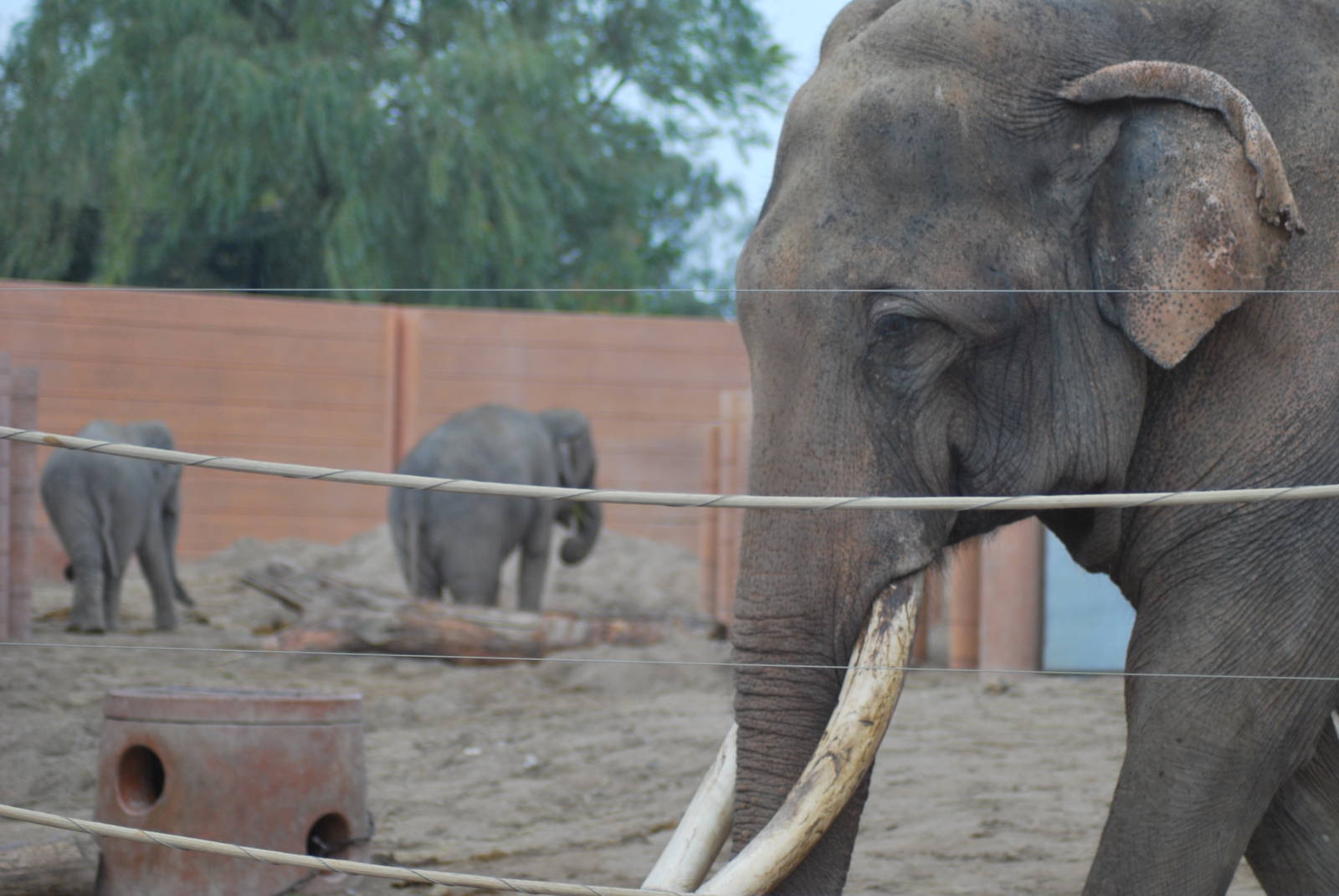 Chieng Mai with the two eleven year old females