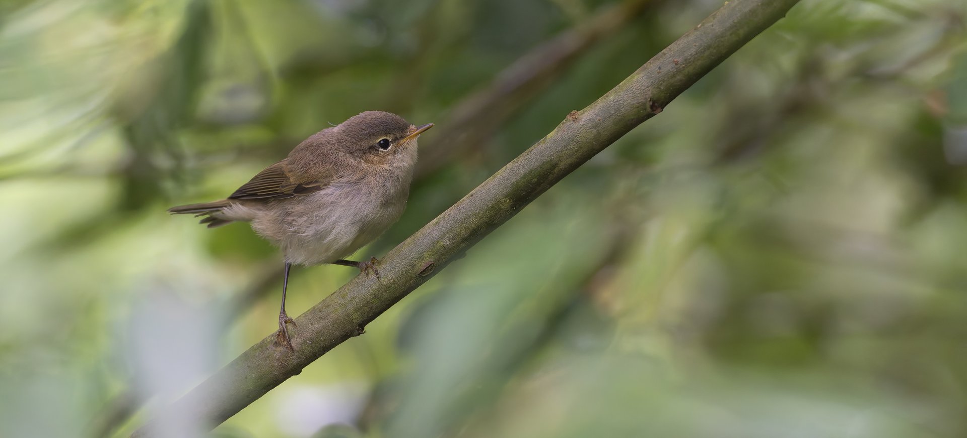 ChiffChaff (wild) UK