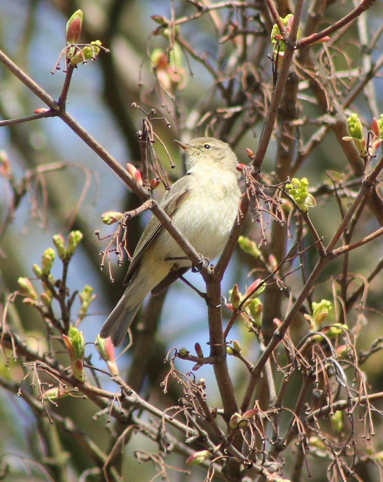 Chiffchaff