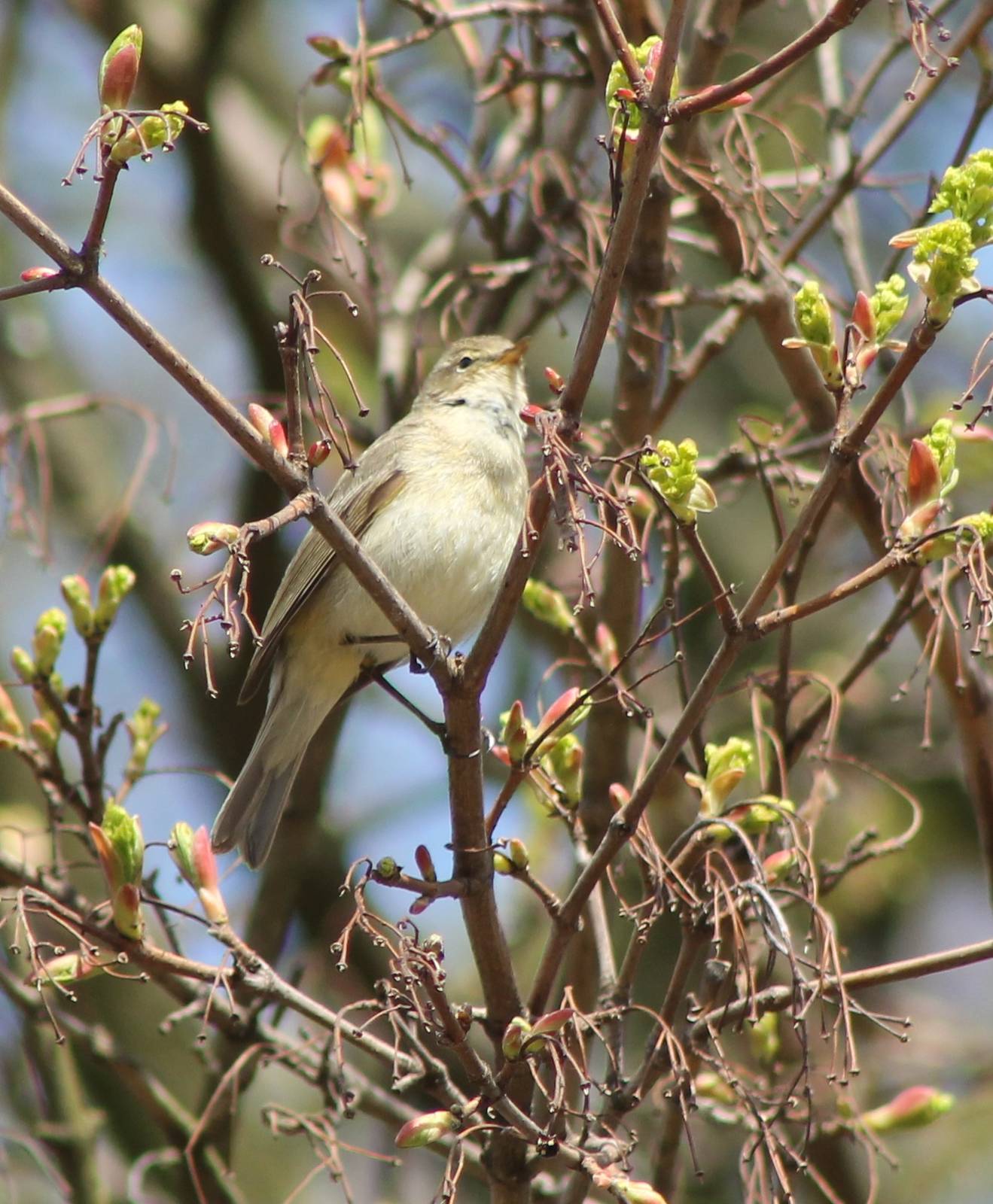 Chiffchaff