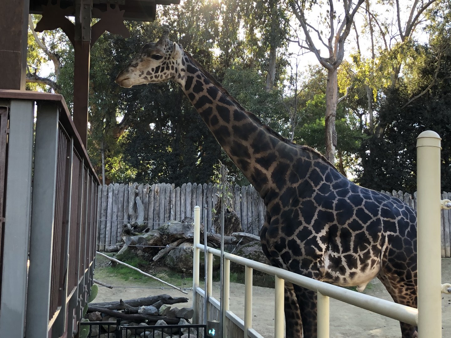 Chifu, Common Masai giraffe