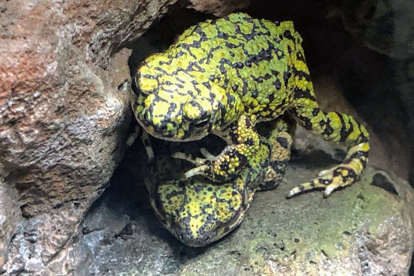Chihuahuan Green Toad