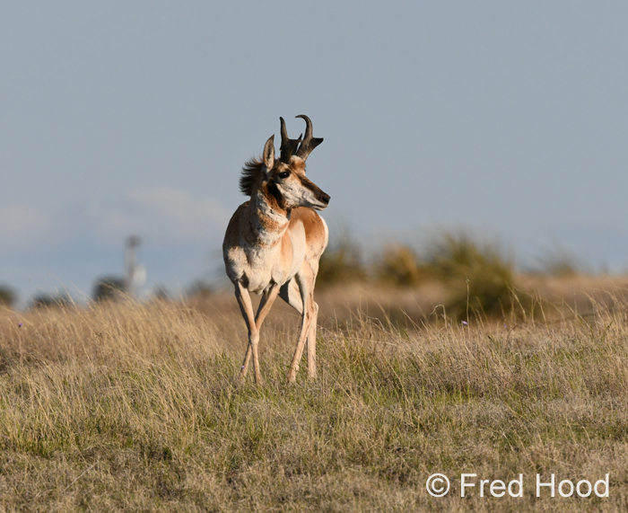 Chihuahuan pronghorn (wild)