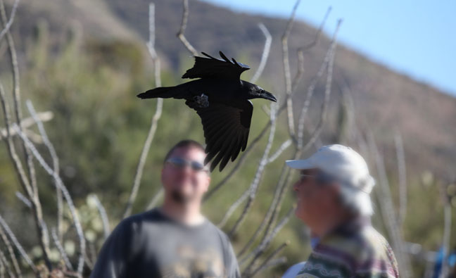 chihuahuan raven buzzing guests