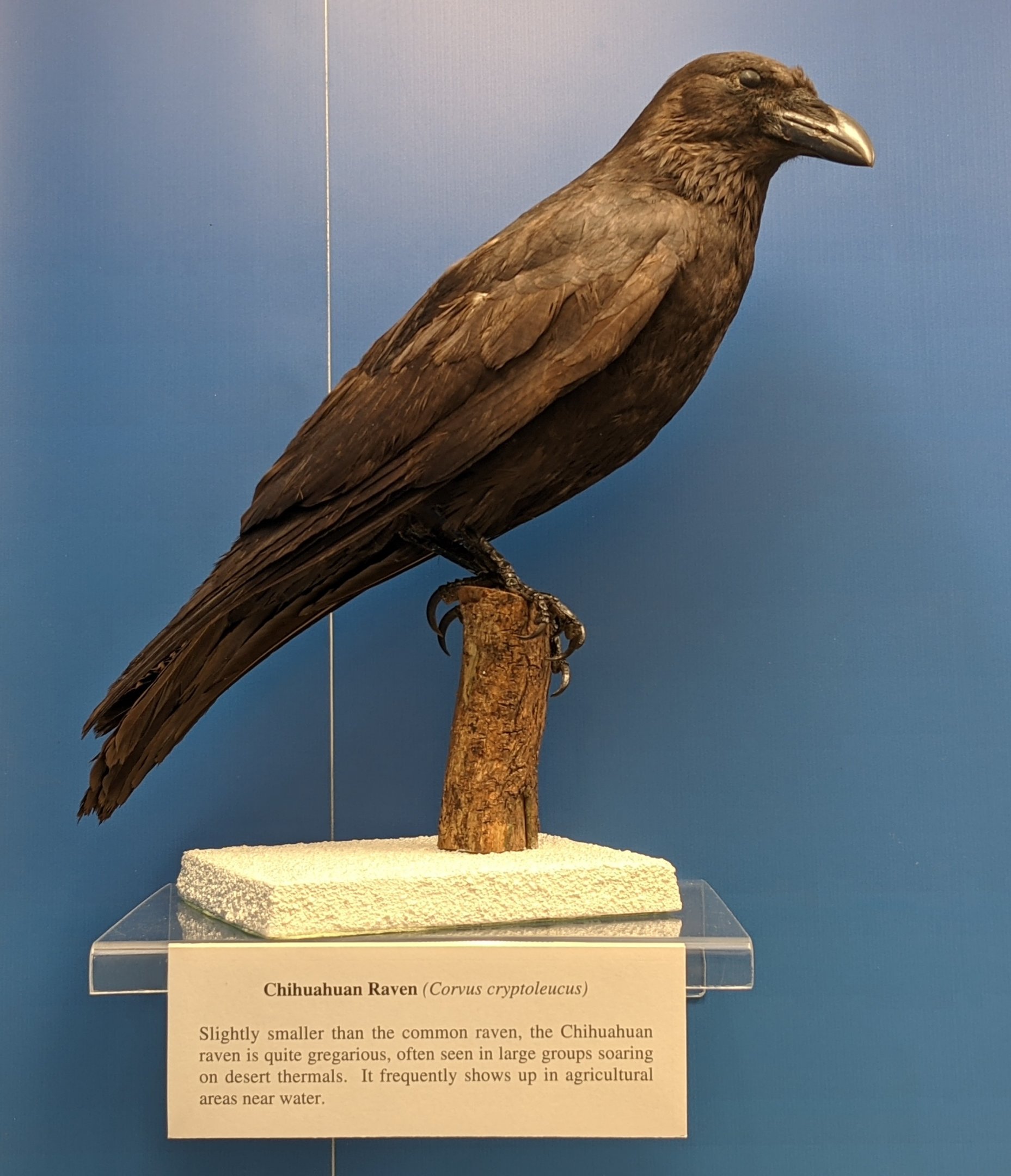 Chihuahuan raven (Corvus cryptoleucus)