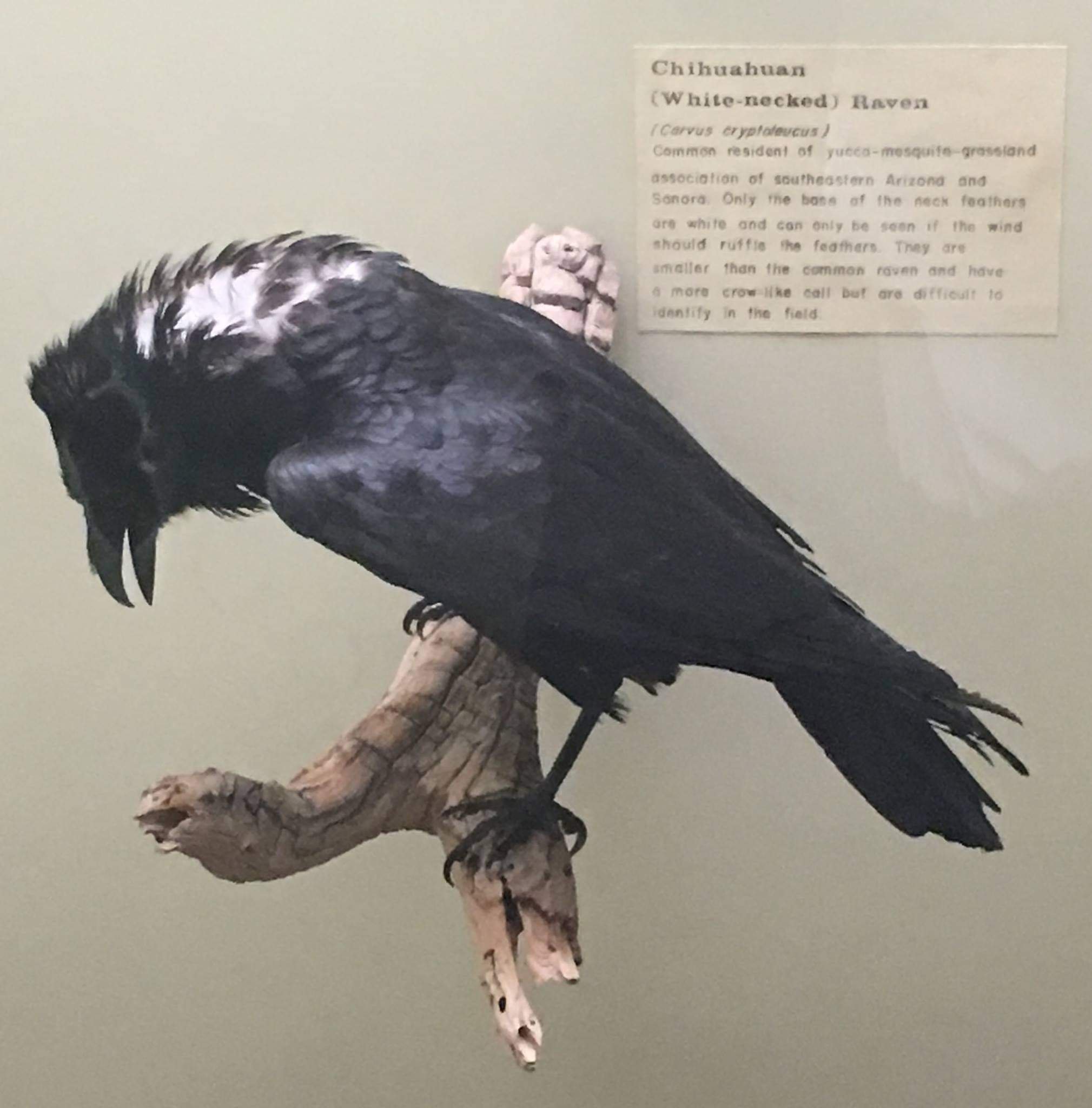 Chihuahuan raven (Corvus cryptoleucus)