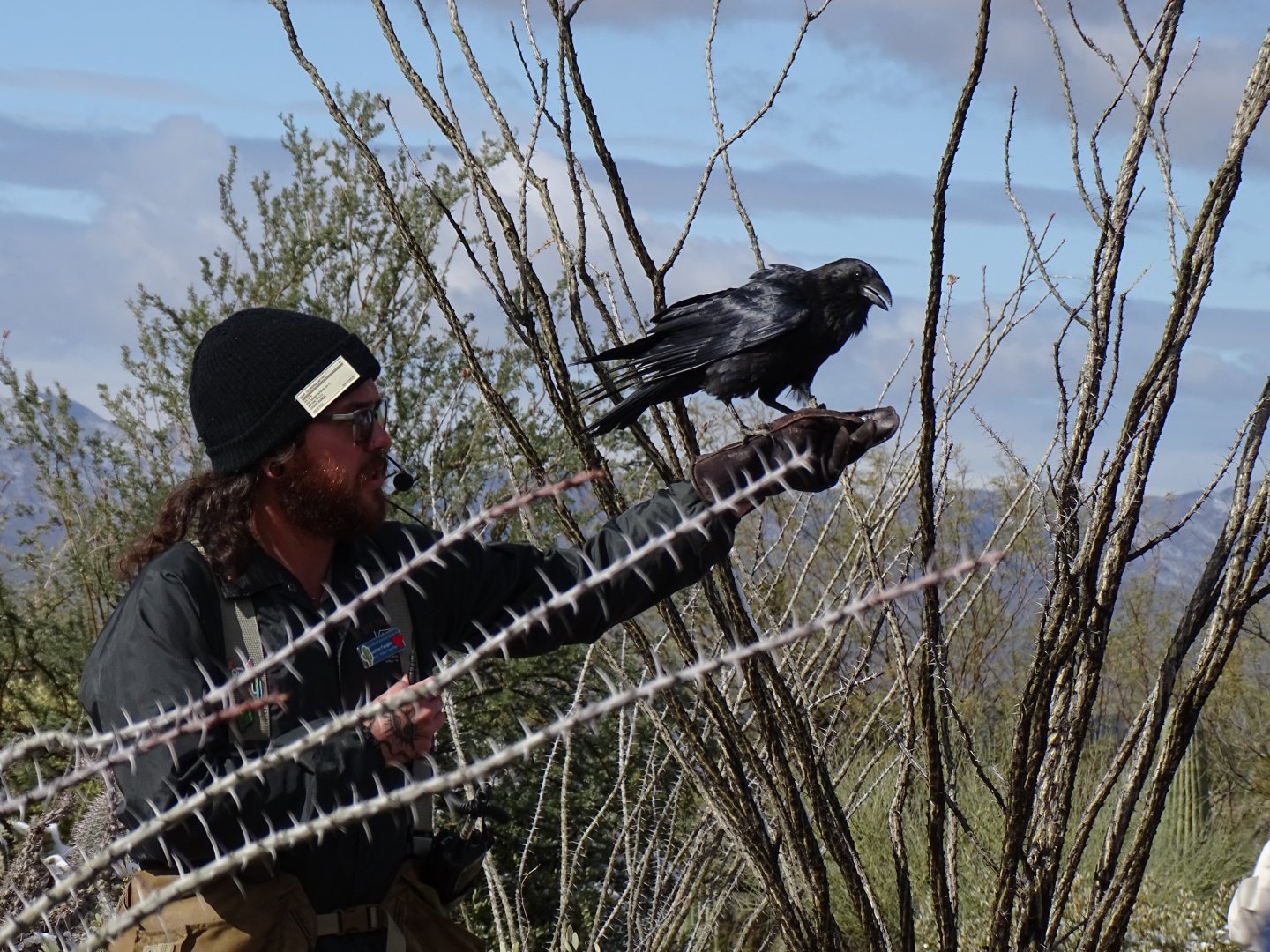 Chihuahuan raven (Corvus cryptoleucus)