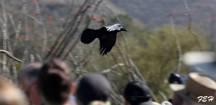 chihuahuan raven demo
