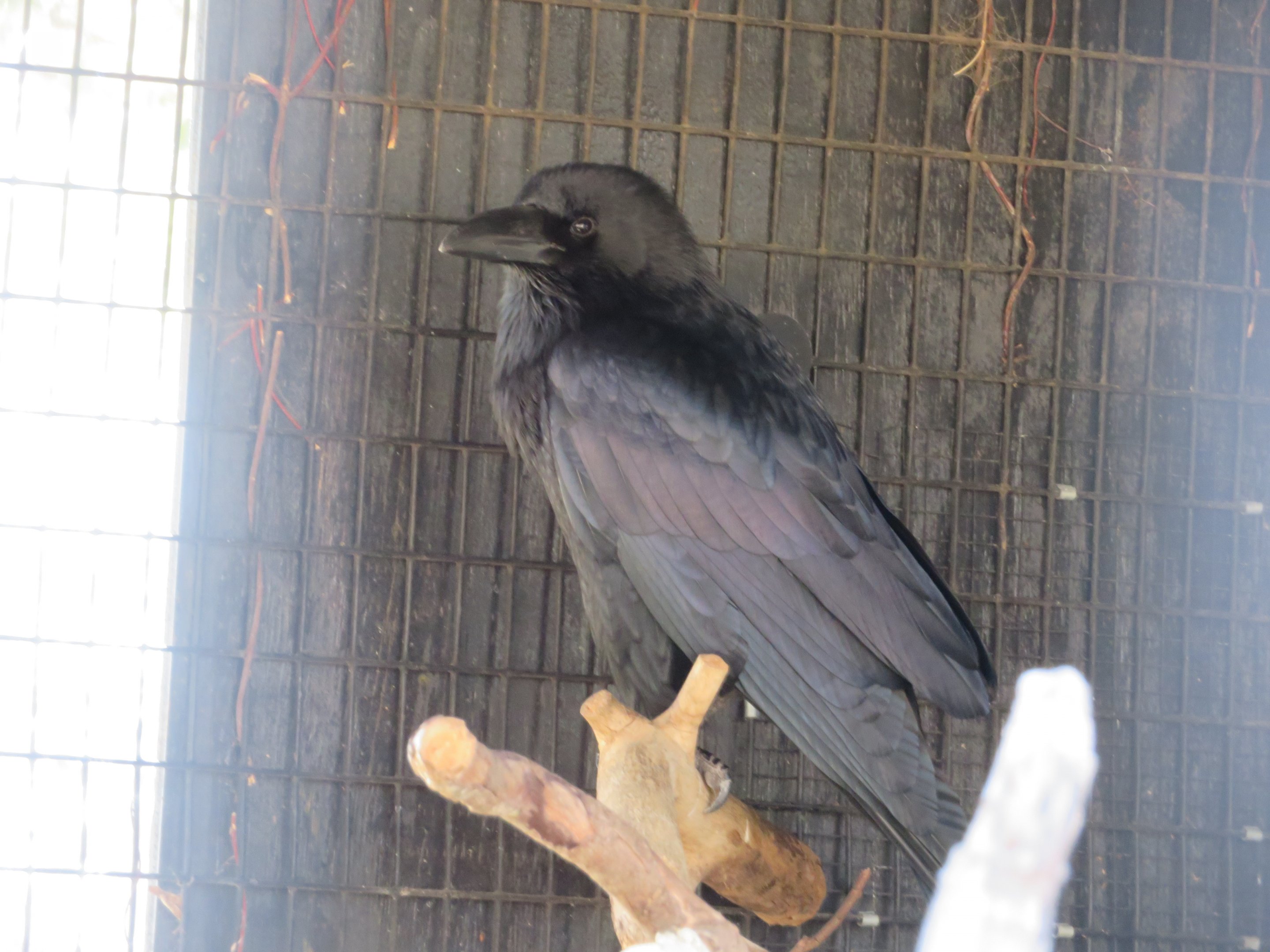 Chihuahuan Raven