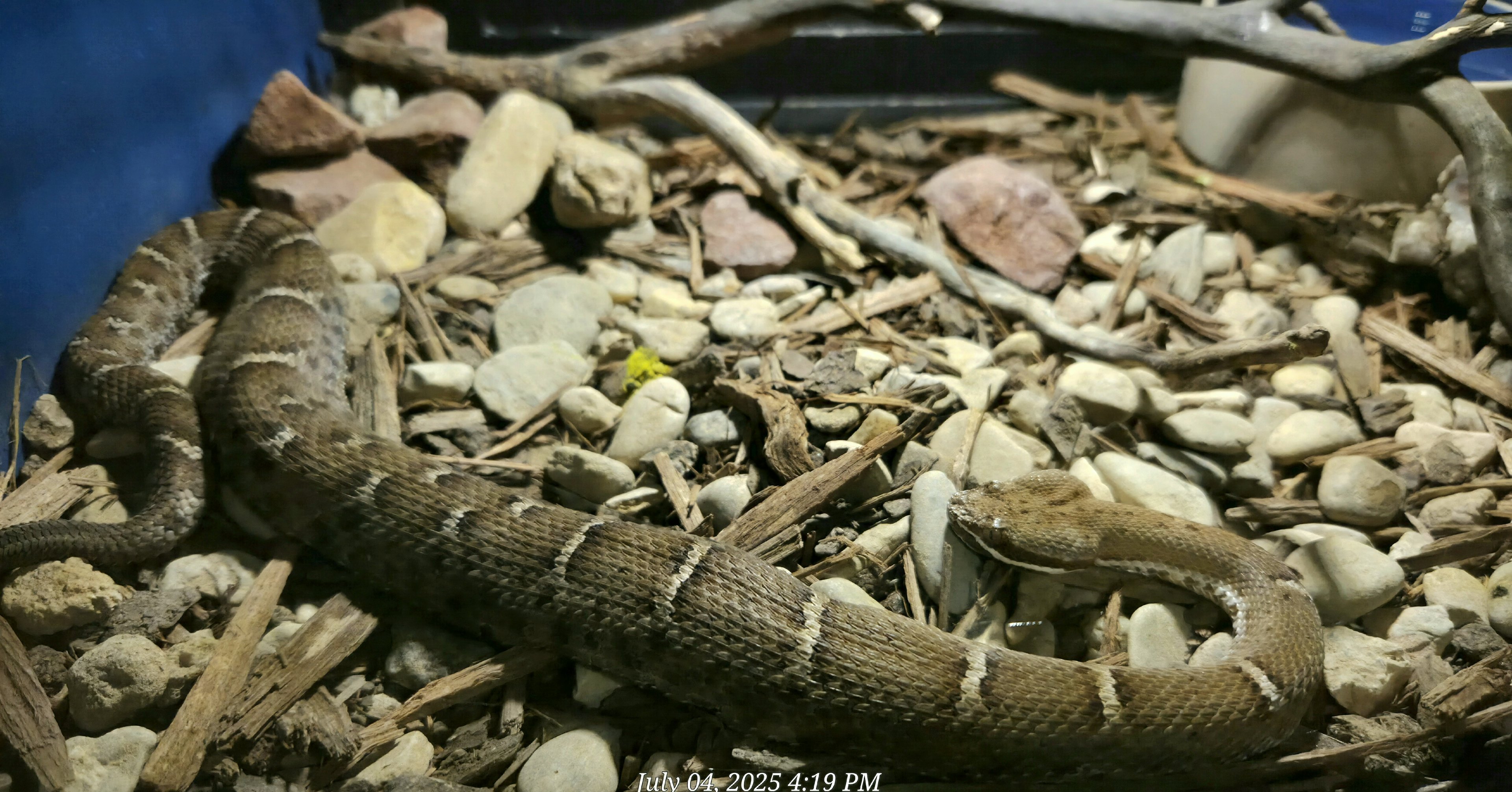 Chihuahuan Ridge-Nosed Rattlesnake-Reptile Gardens