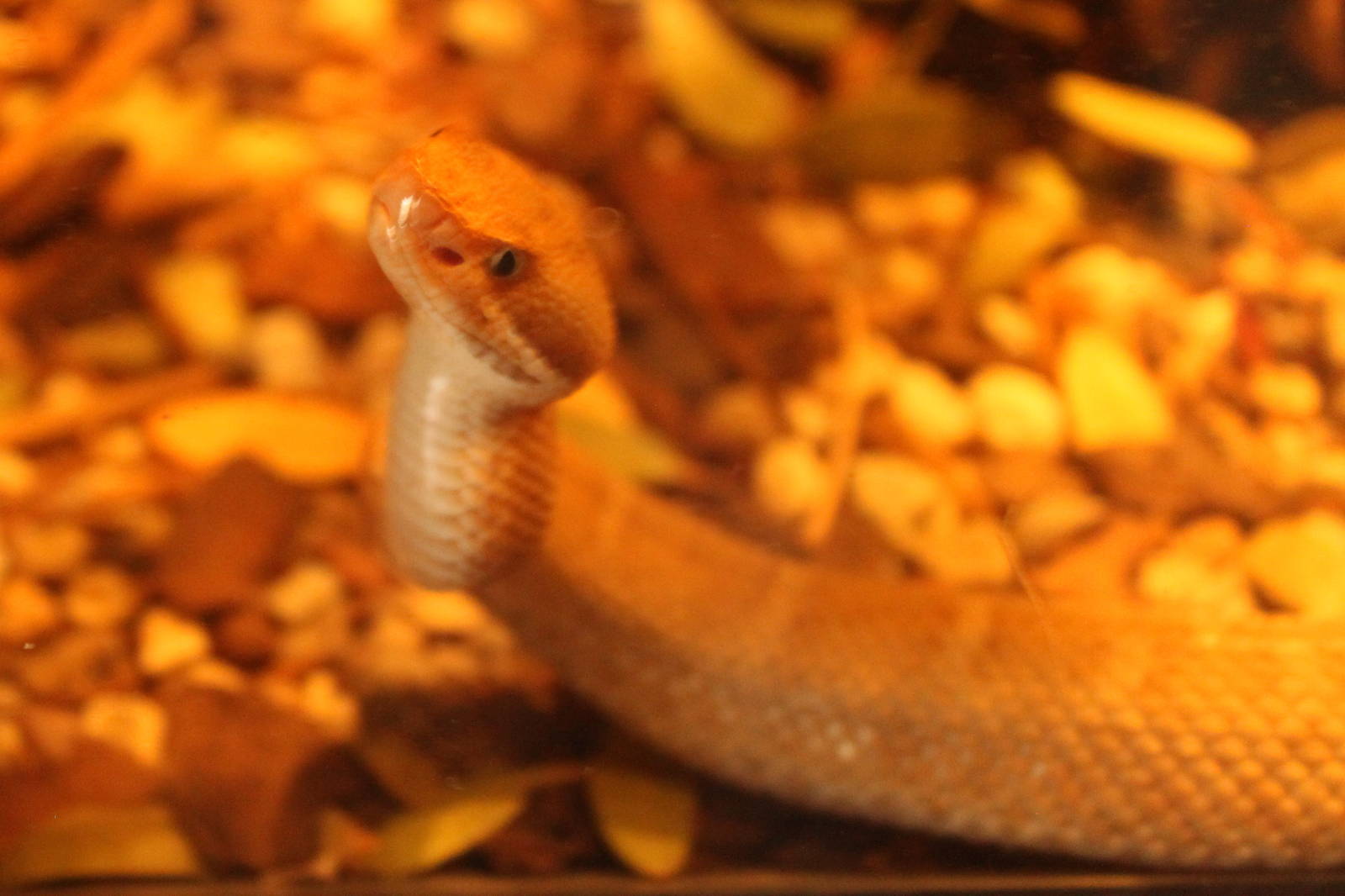 Chihuahuan Ridge-nosed Rattlesnake