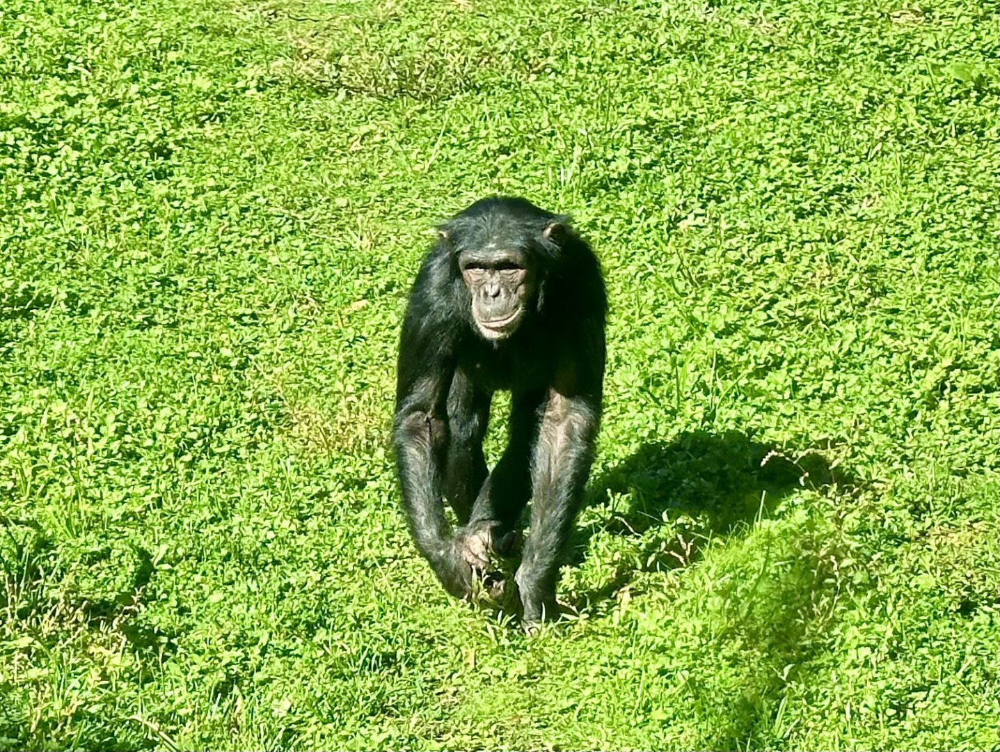 Chiku (Common chimpanzee)