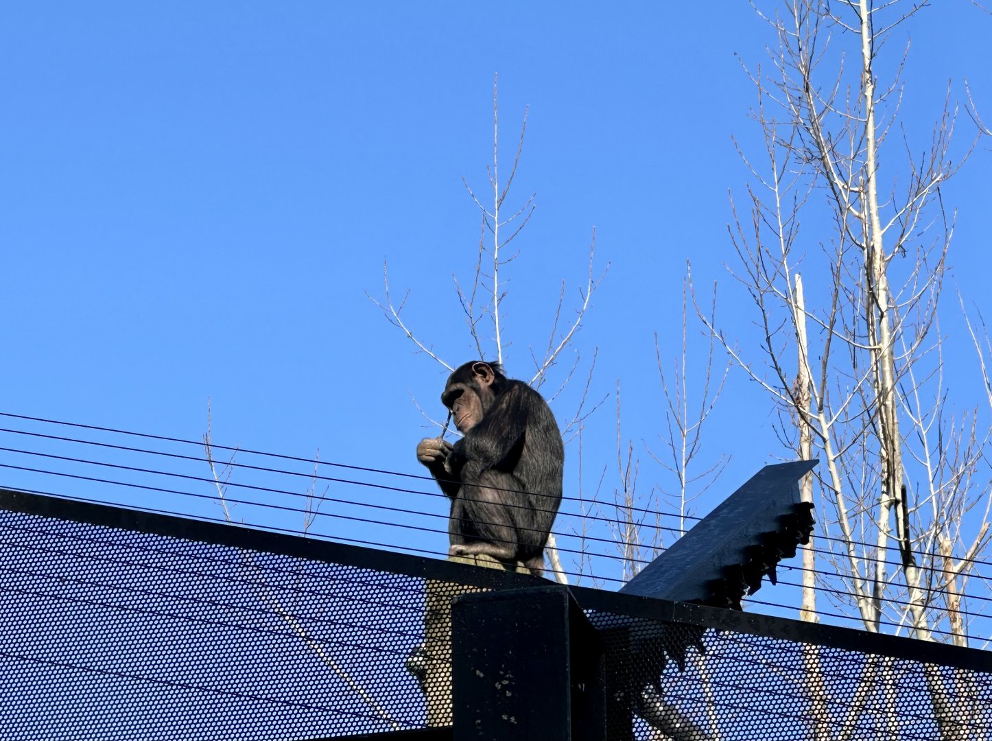 Chiku (Common chimpanzee)