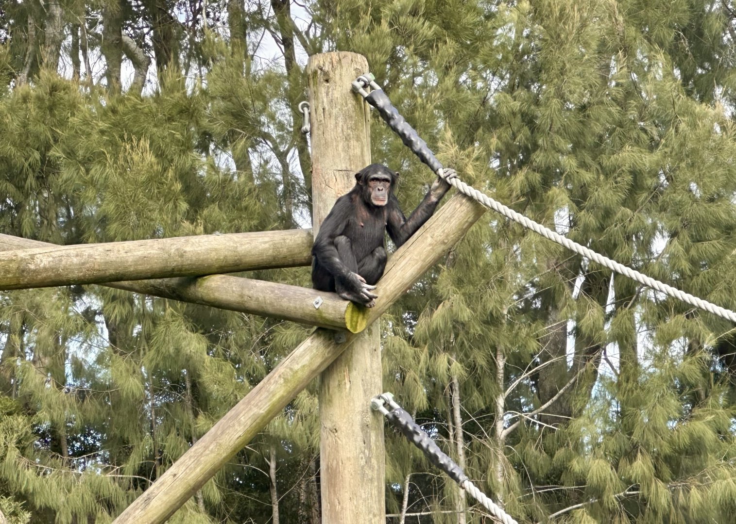 Chiku (Common Chimpanzee)