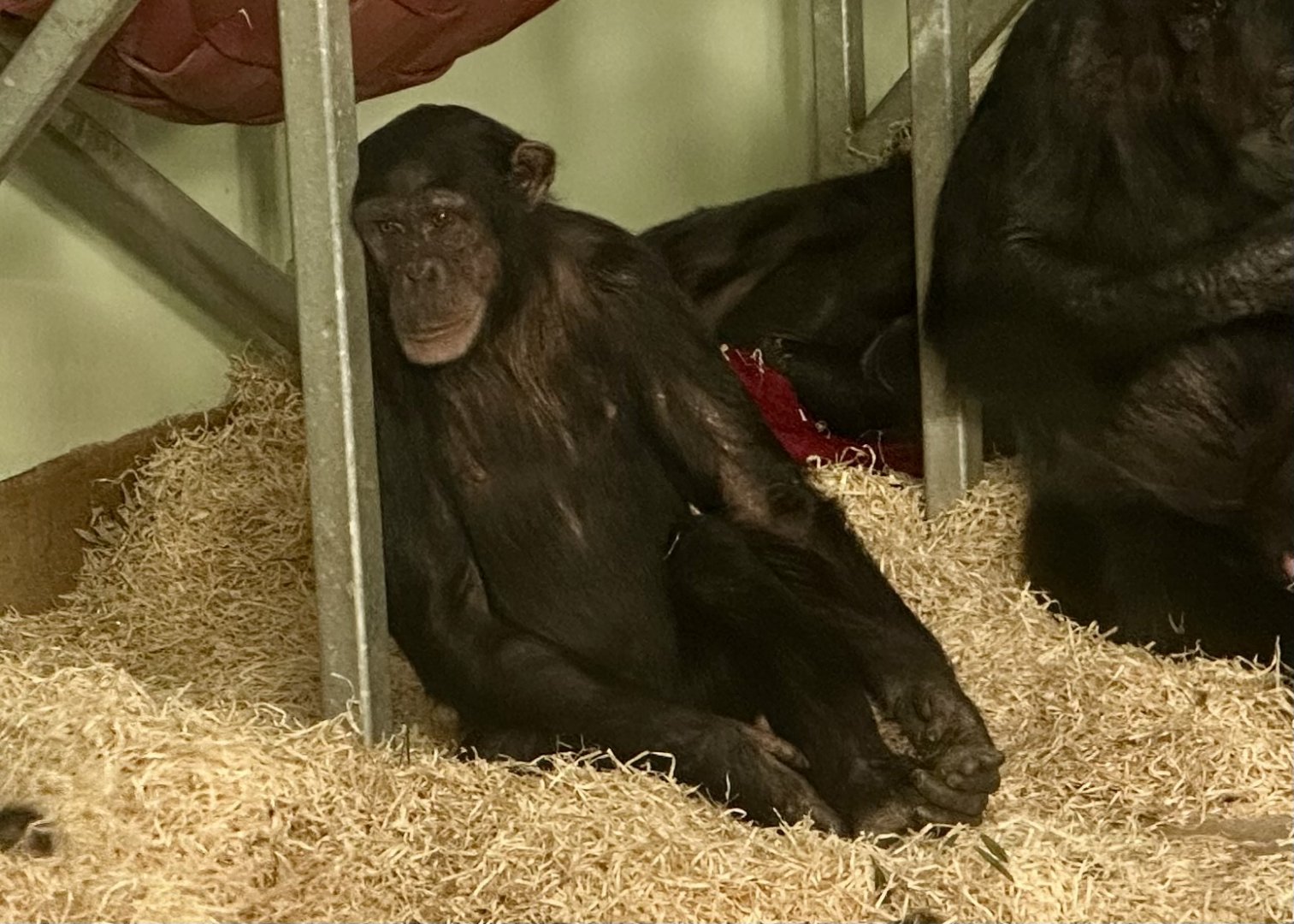 Chiku (Common Chimpanzee)